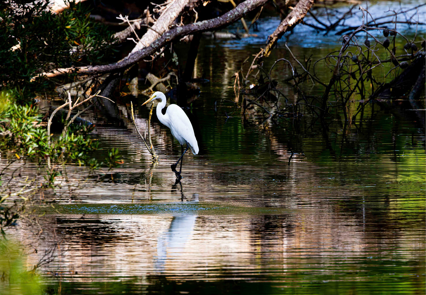Solitude -- Digital Print