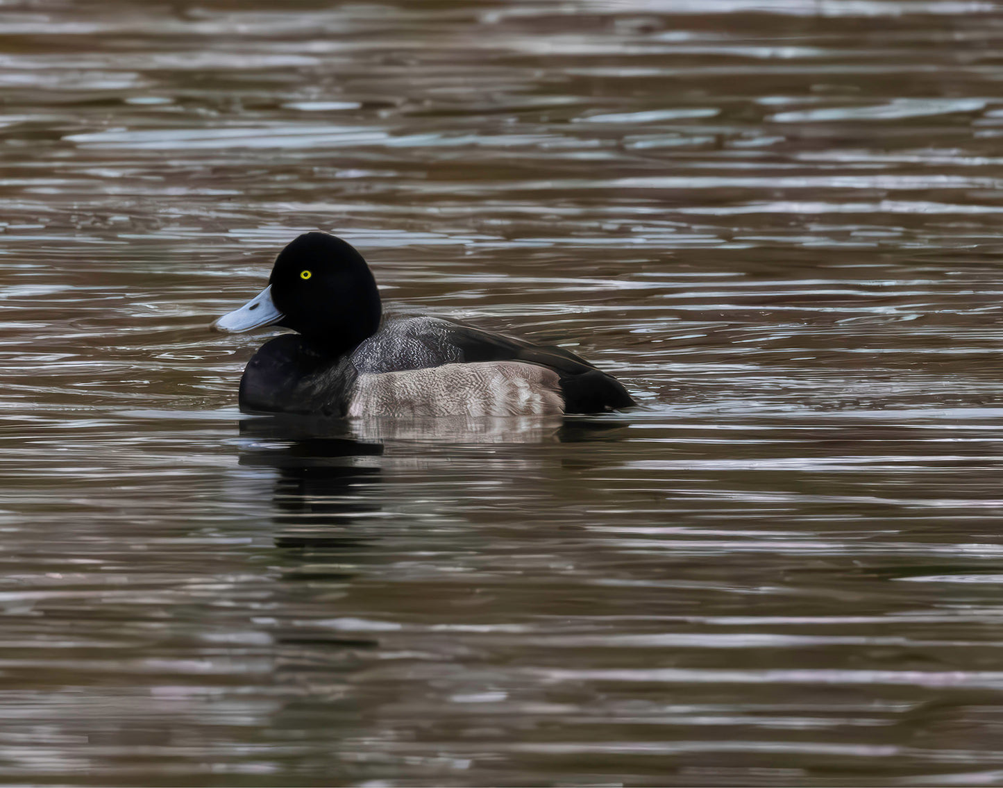 Solo Blue Bill Drake #1