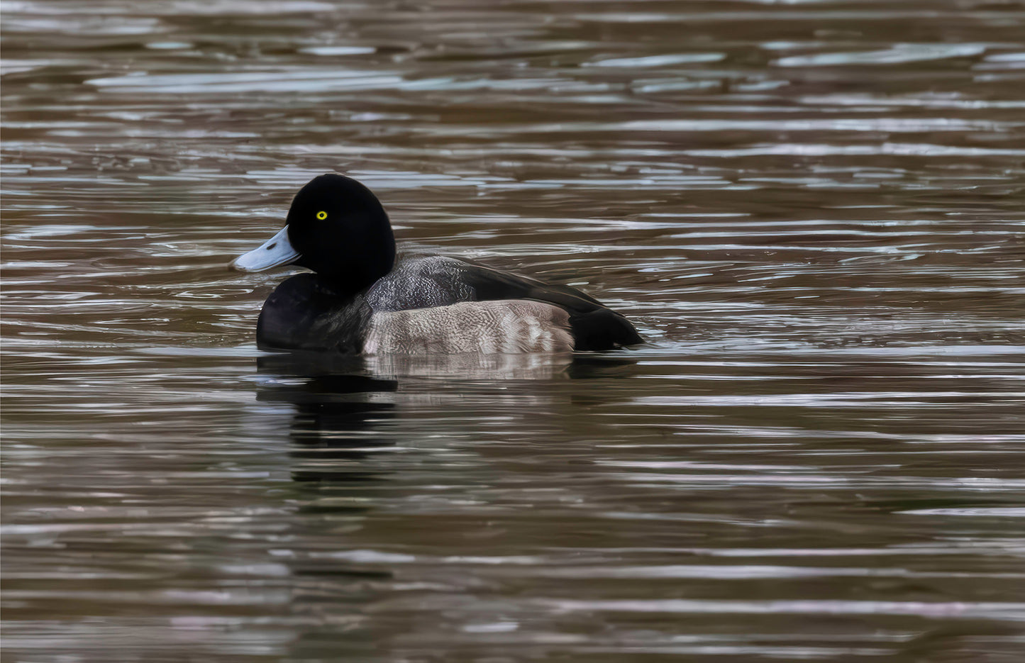 Solo Blue Bill Drake #1