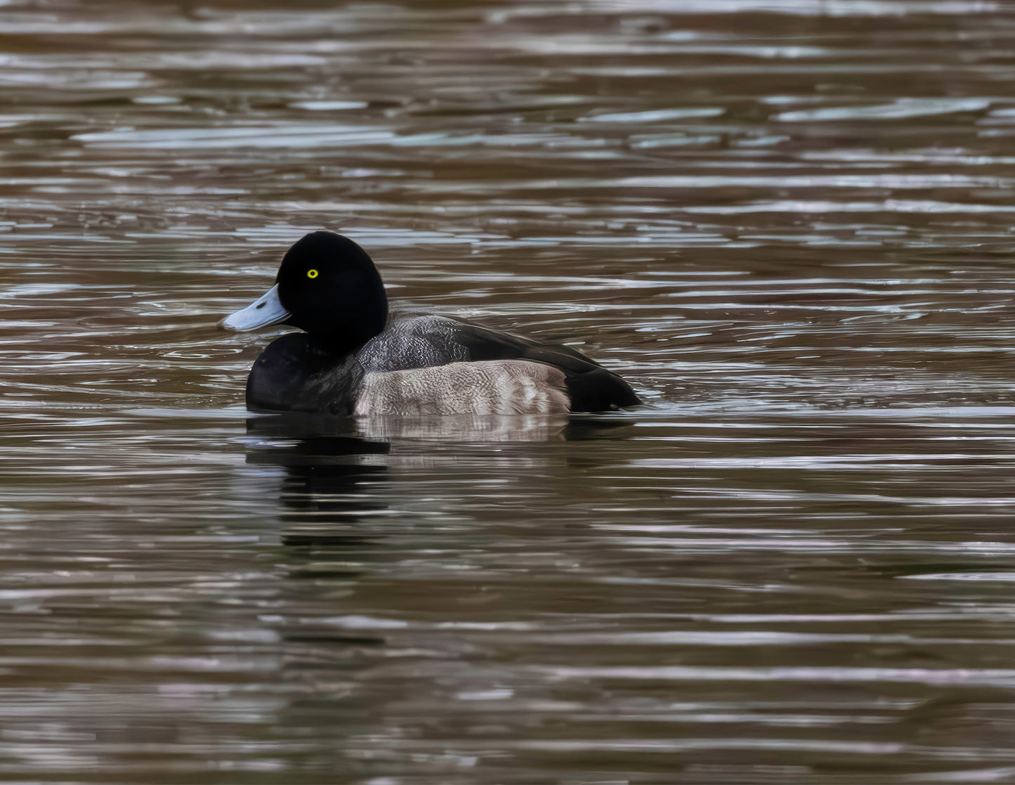 Solo Blue Bill Drake #1 -- HD Metal