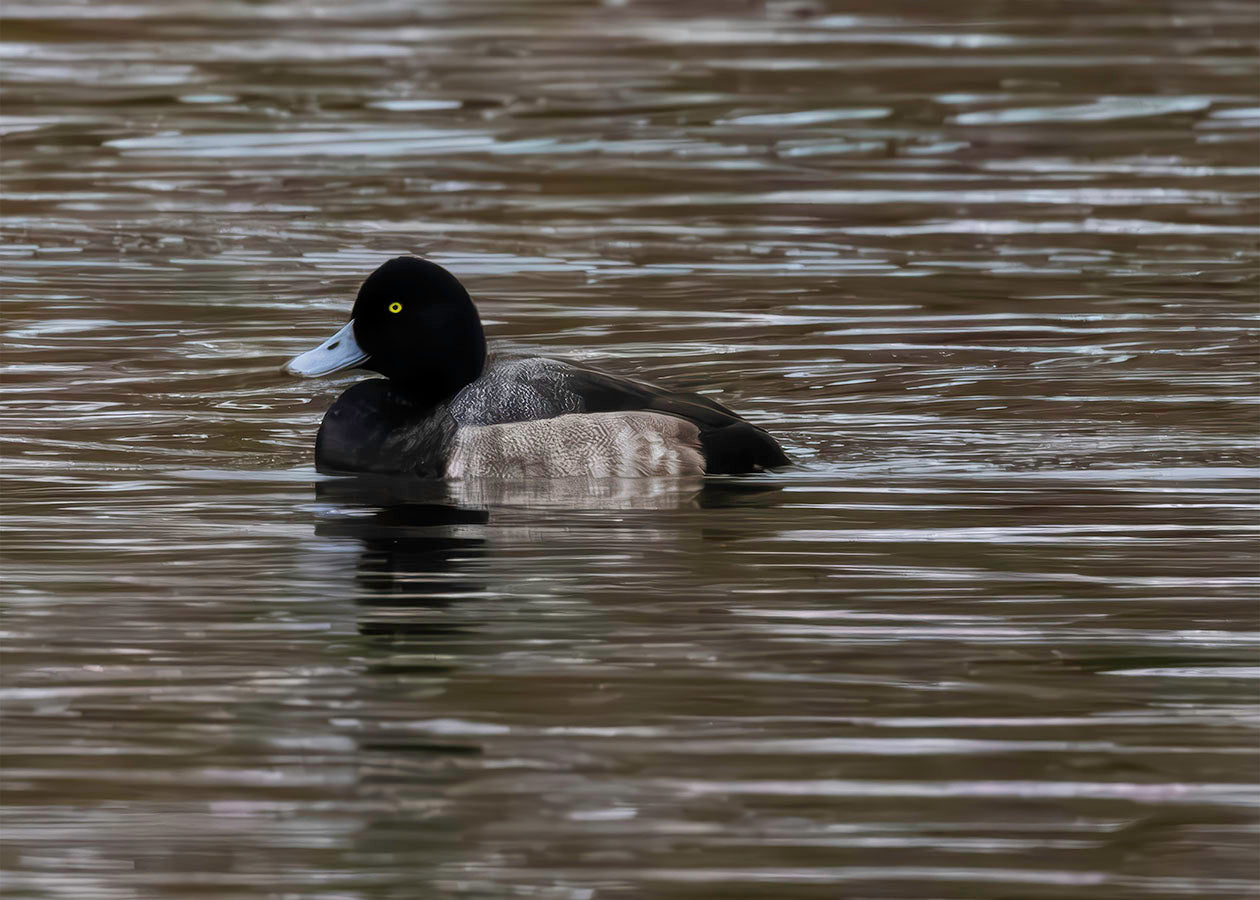 Solo Blue Bill Drake #1