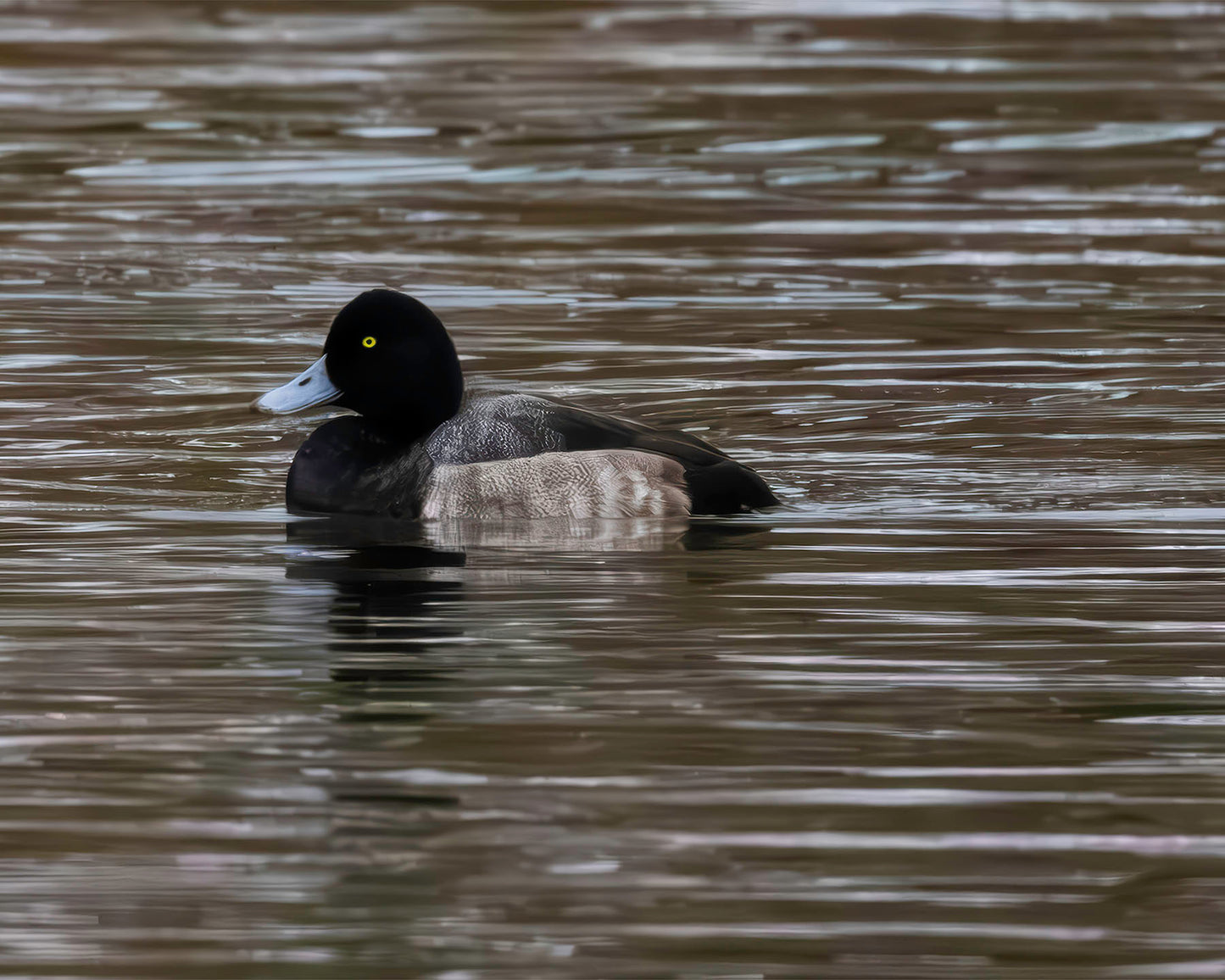 Solo Blue Bill Drake #1