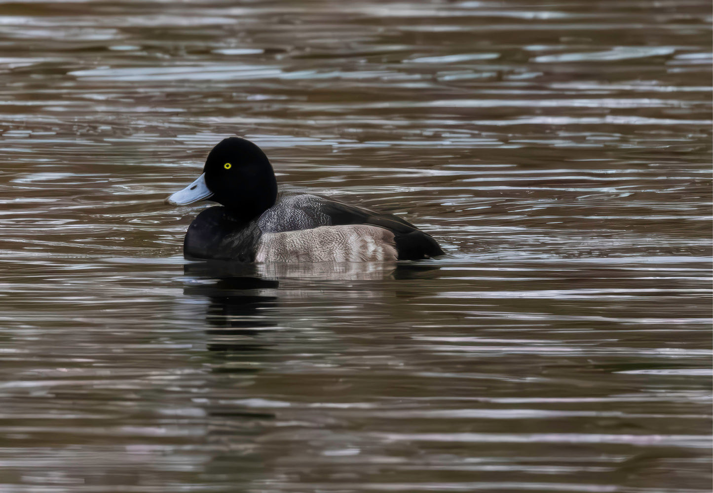 Solo Blue Bill Drake #1