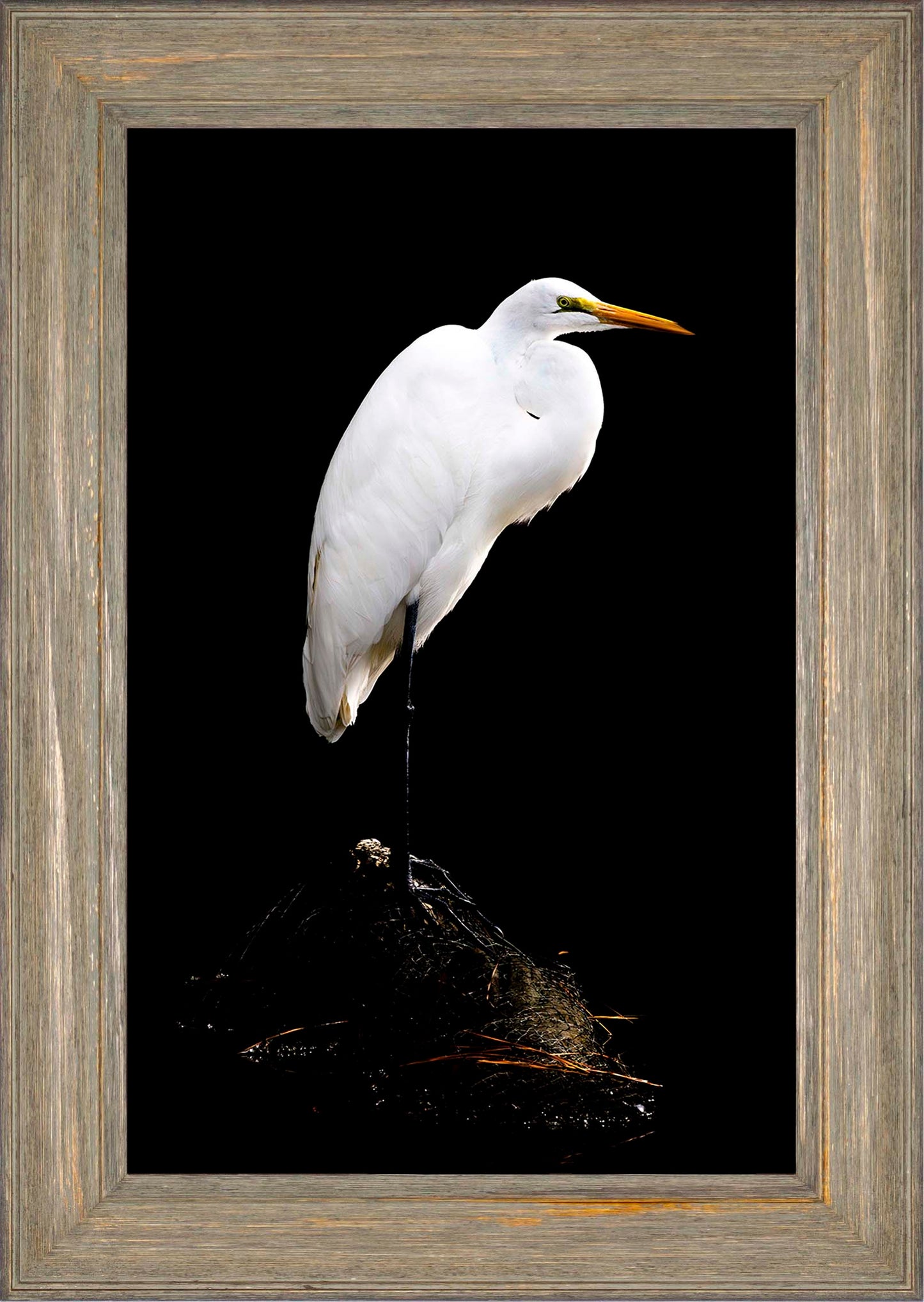 Studio in the Wild -- Digital Print