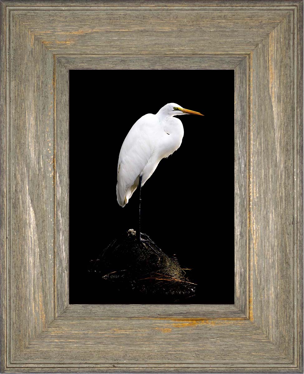 Studio in the Wild -- Digital Print