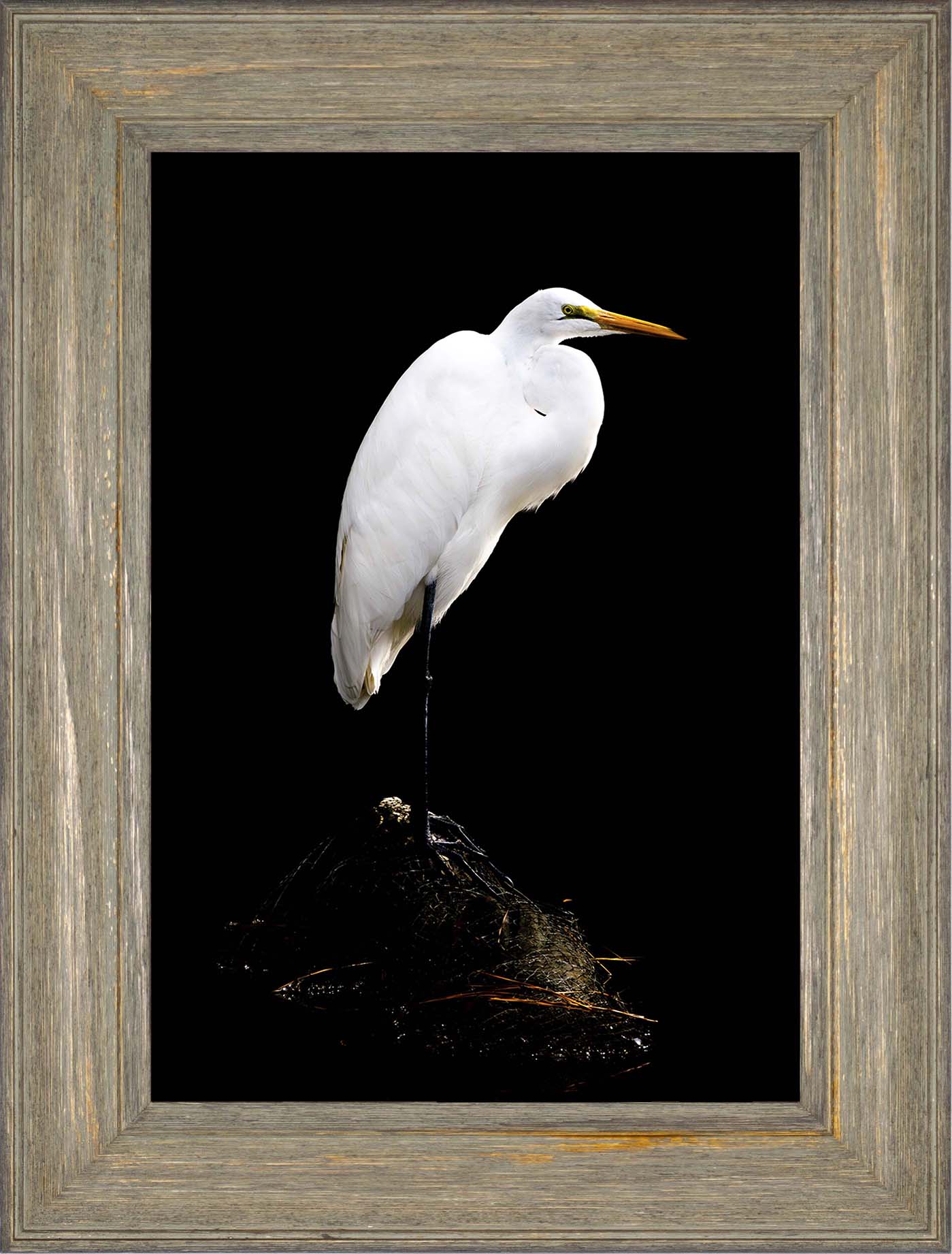 Studio in the Wild -- Digital Print