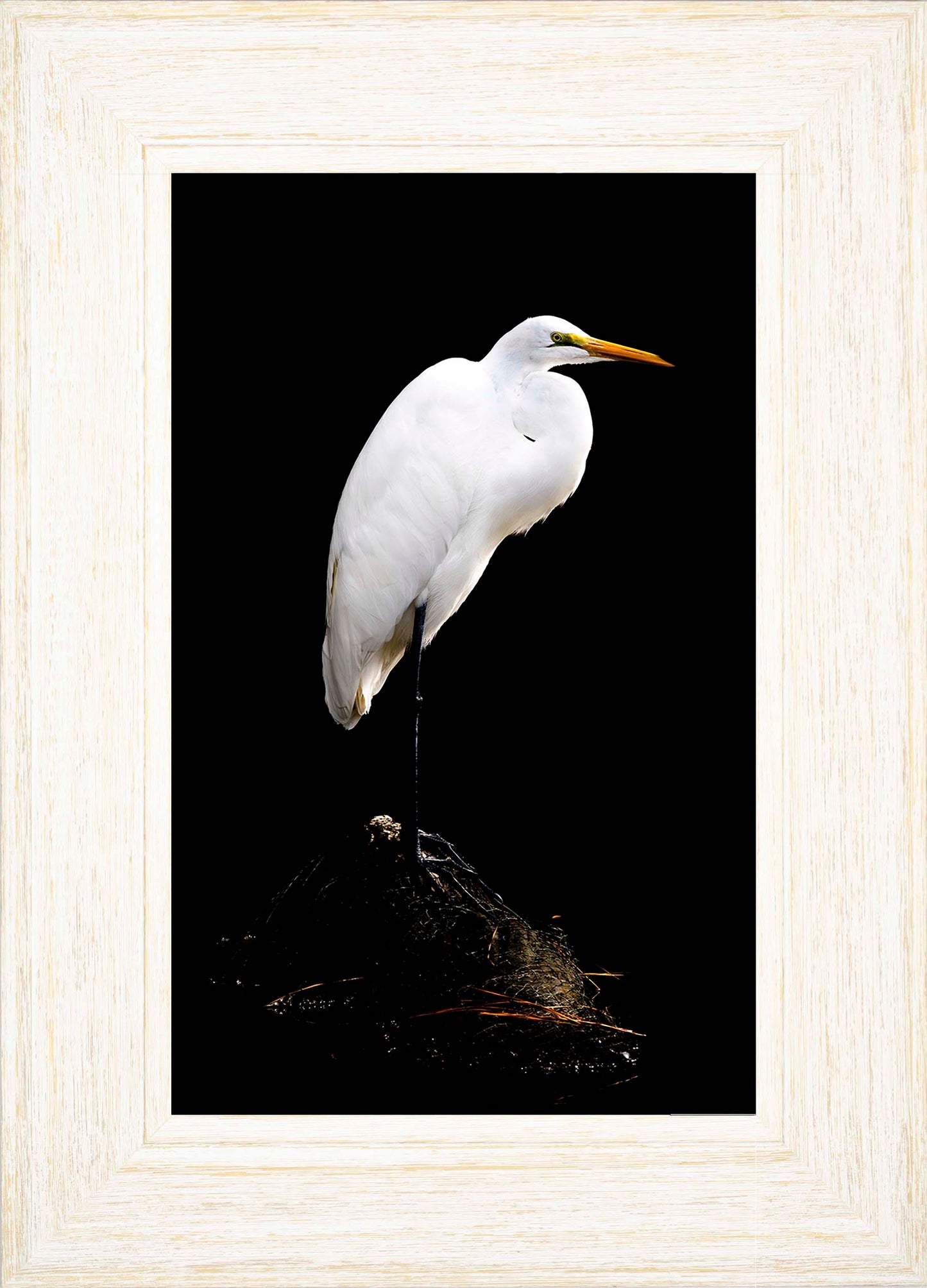 Studio in the Wild -- Digital Print