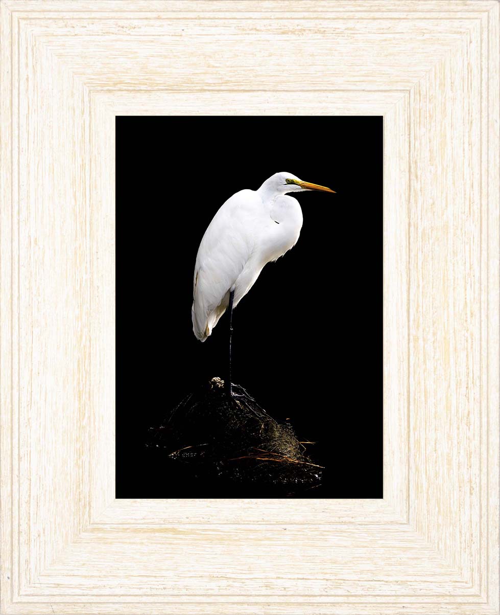 Studio in the Wild -- Digital Print