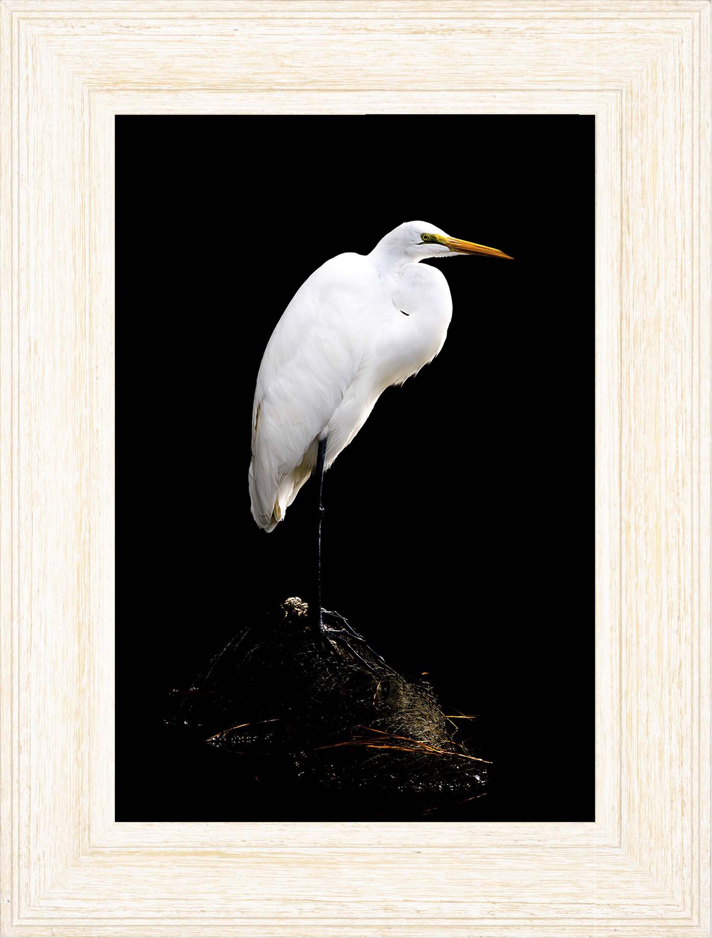 Studio in the Wild -- Digital Print