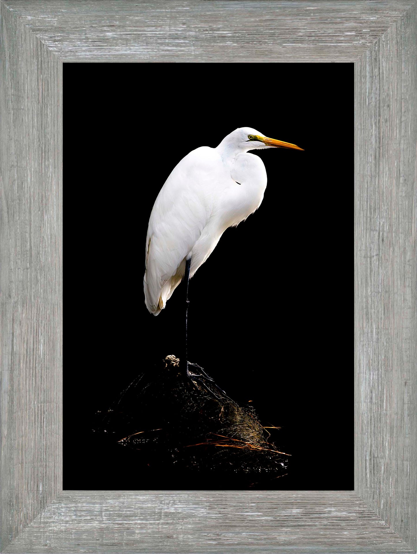 Studio in the Wild -- Digital Print