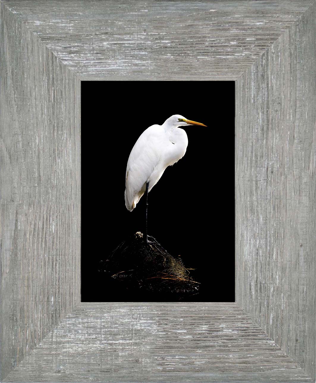 Studio in the Wild -- Digital Print