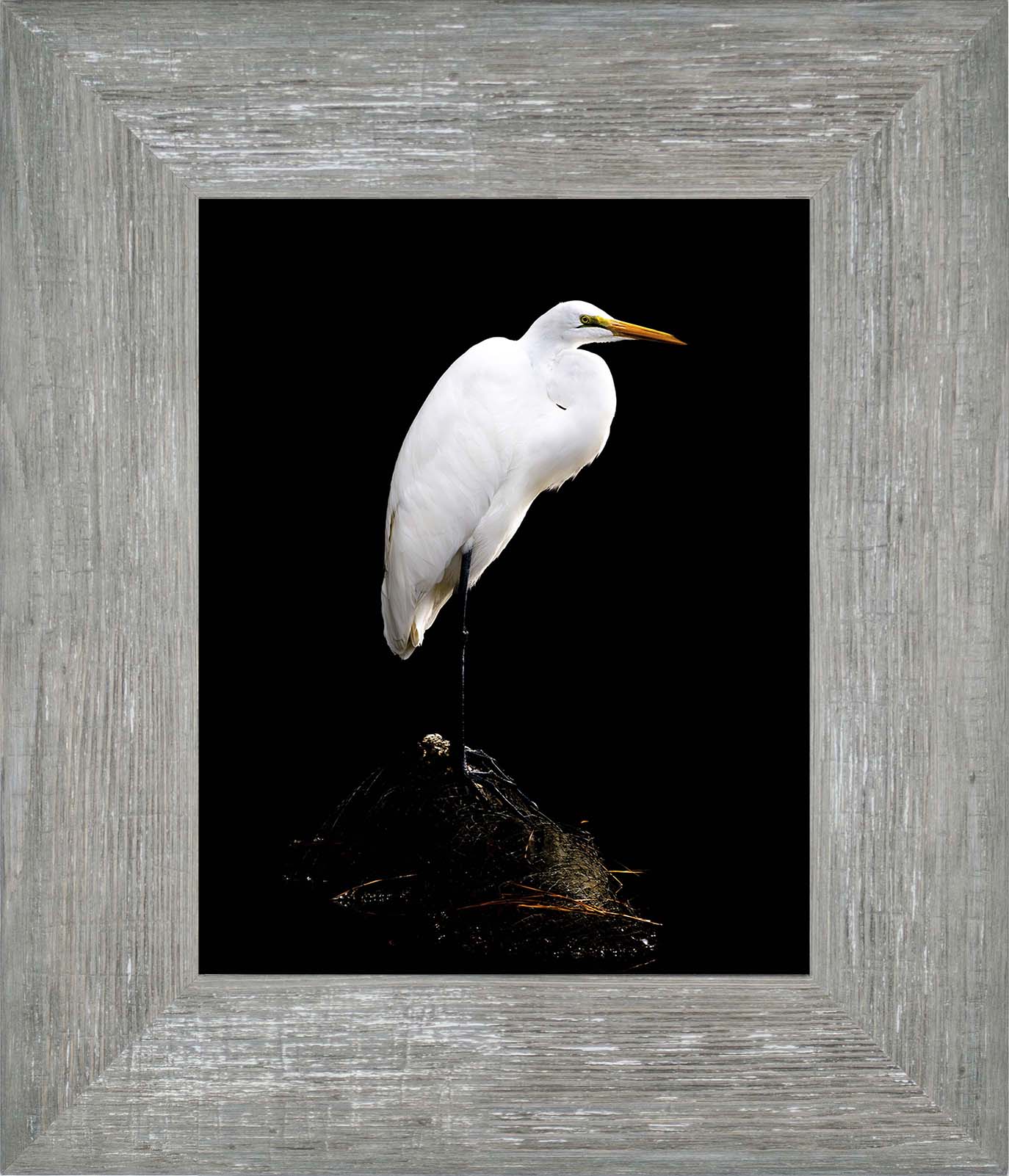 Studio in the Wild -- Digital Print