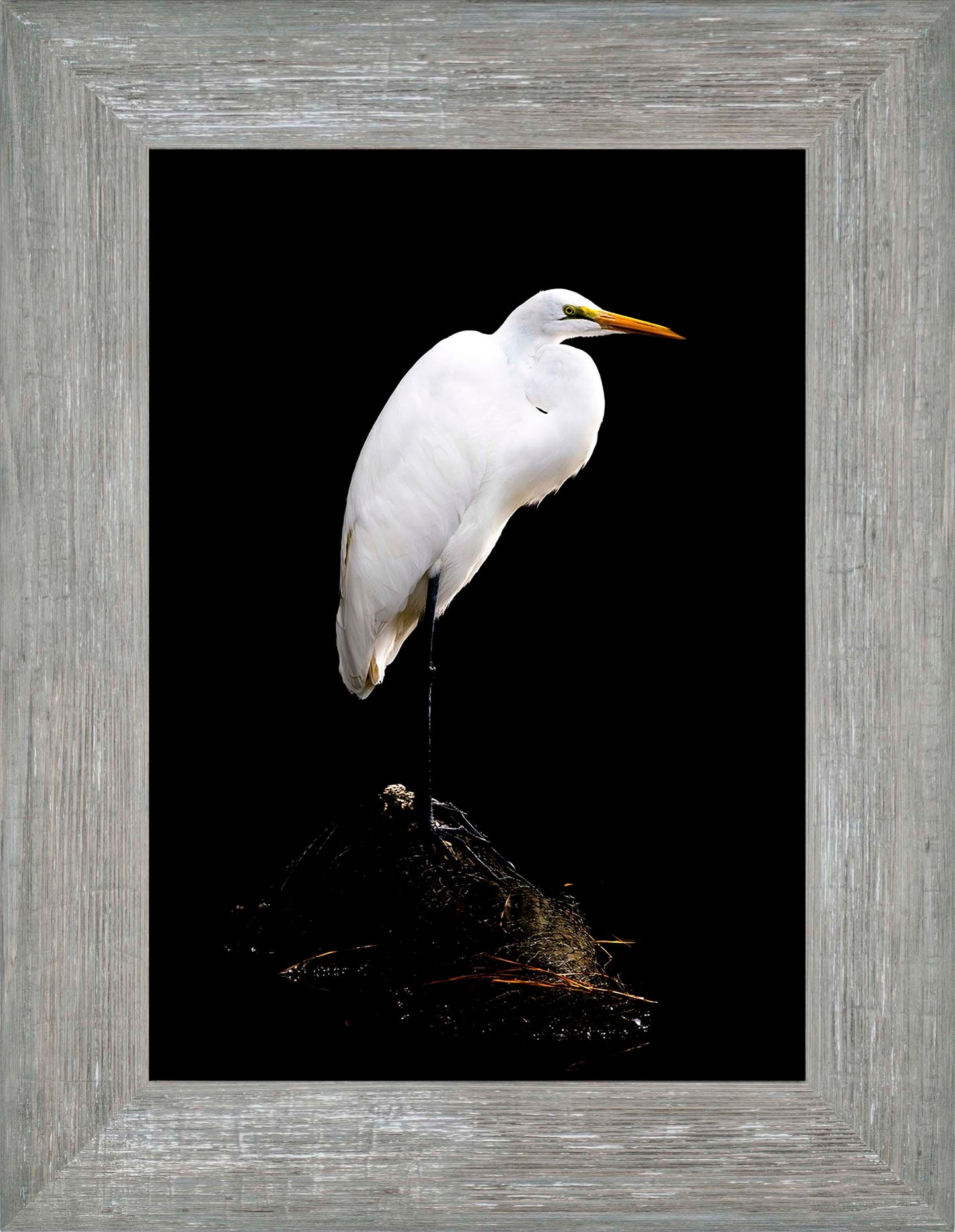 Studio in the Wild -- Digital Print