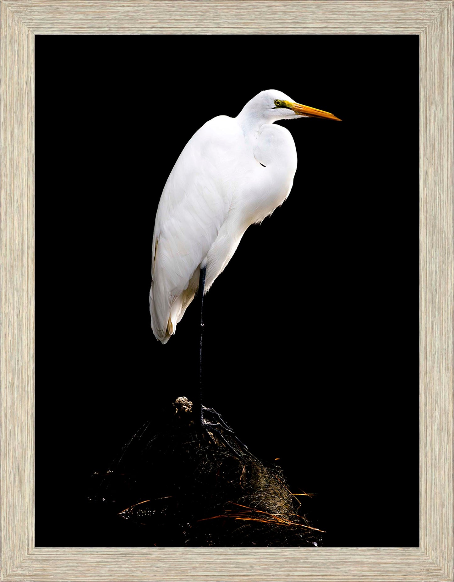 Studio in the Wild -- Digital Print