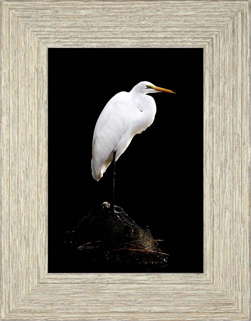 Studio in the Wild -- Digital Print