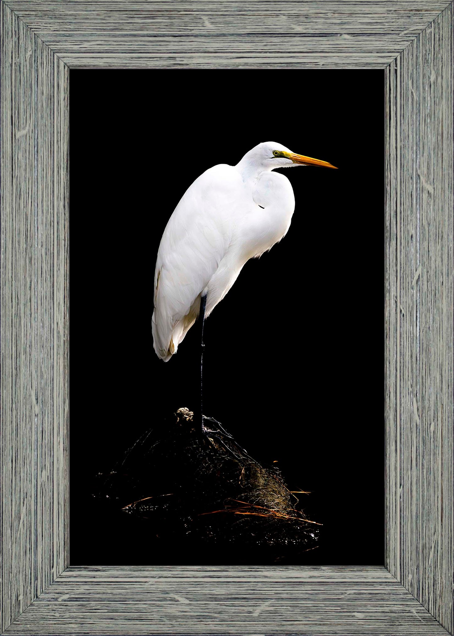 Studio in the Wild -- Digital Print