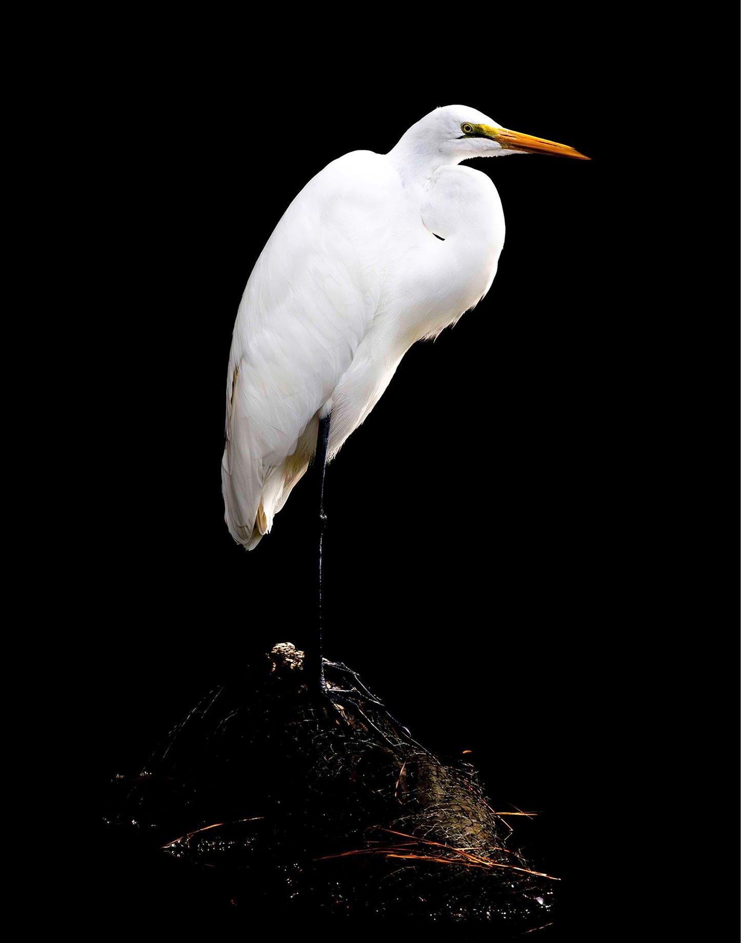 Studio in the Wild -- Digital Print