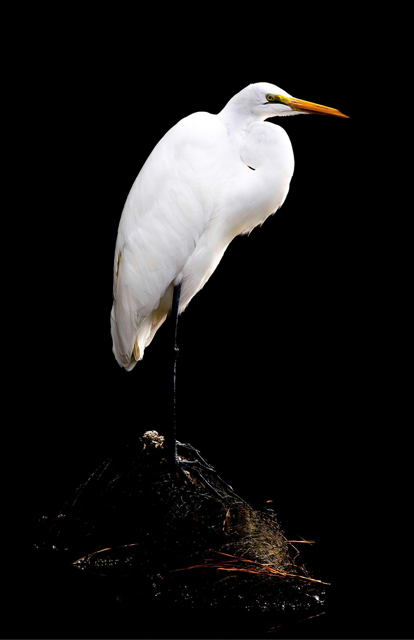 Studio in the Wild -- Digital Print