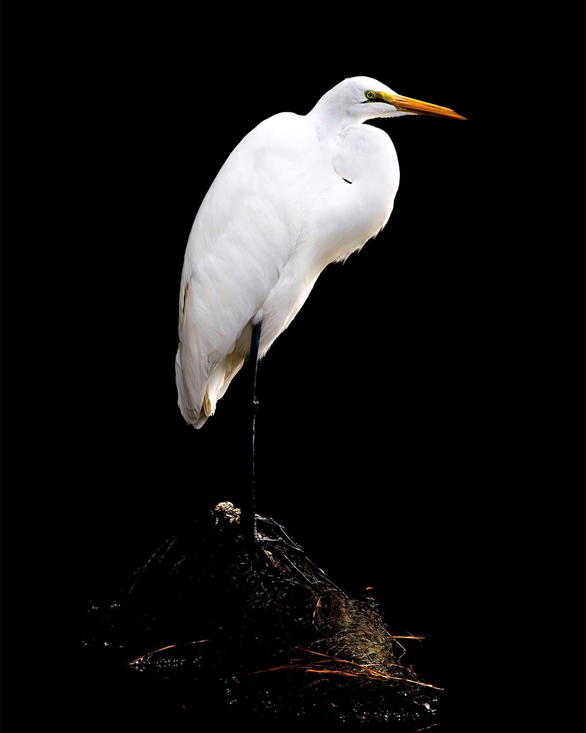 Studio in the Wild -- Digital Print