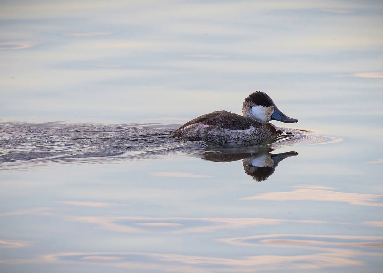 Swimming in a Mirror
