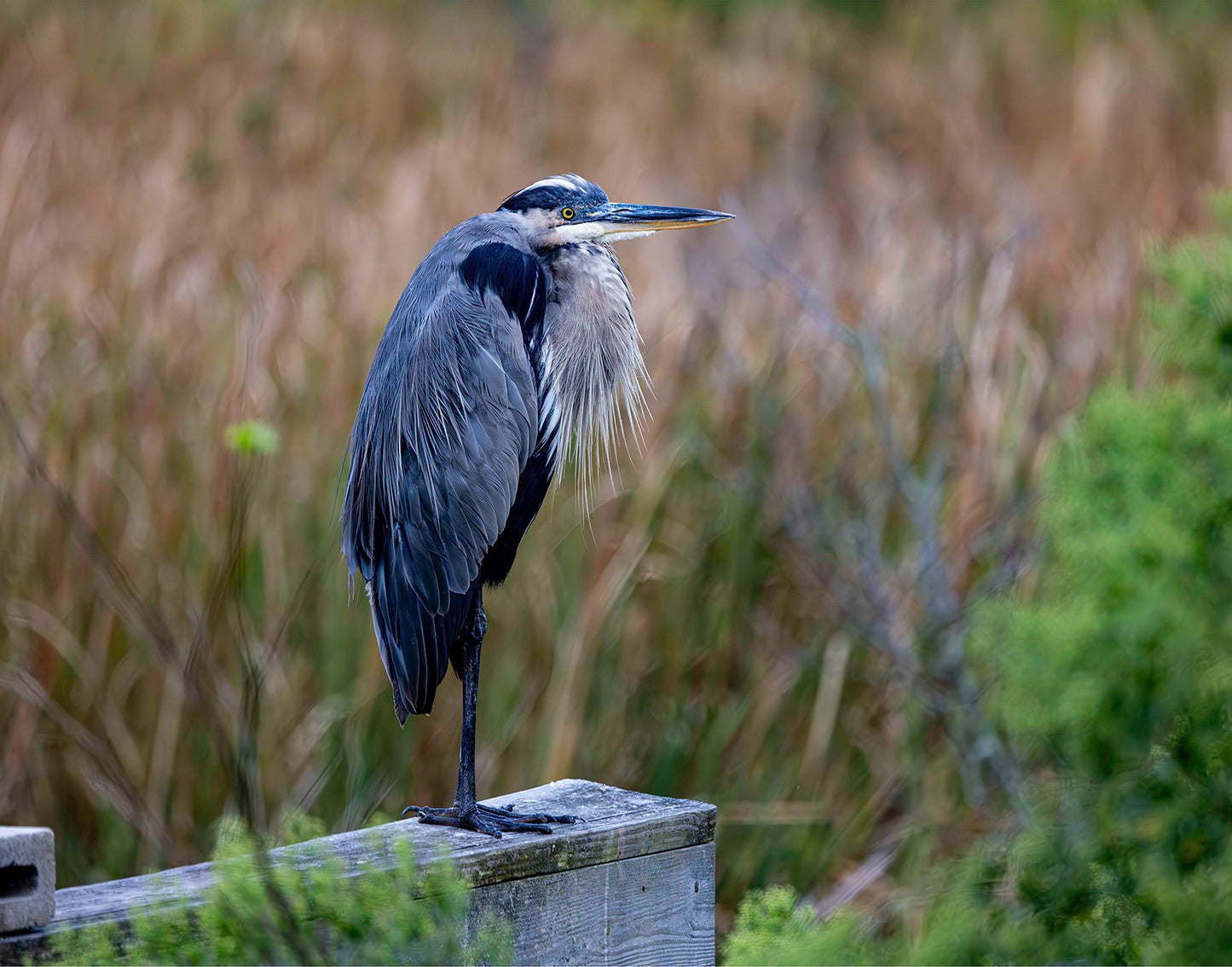 The Morning Watch -- Digital Print