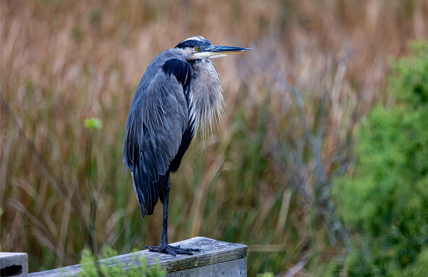 The Morning Watch -- Digital Print