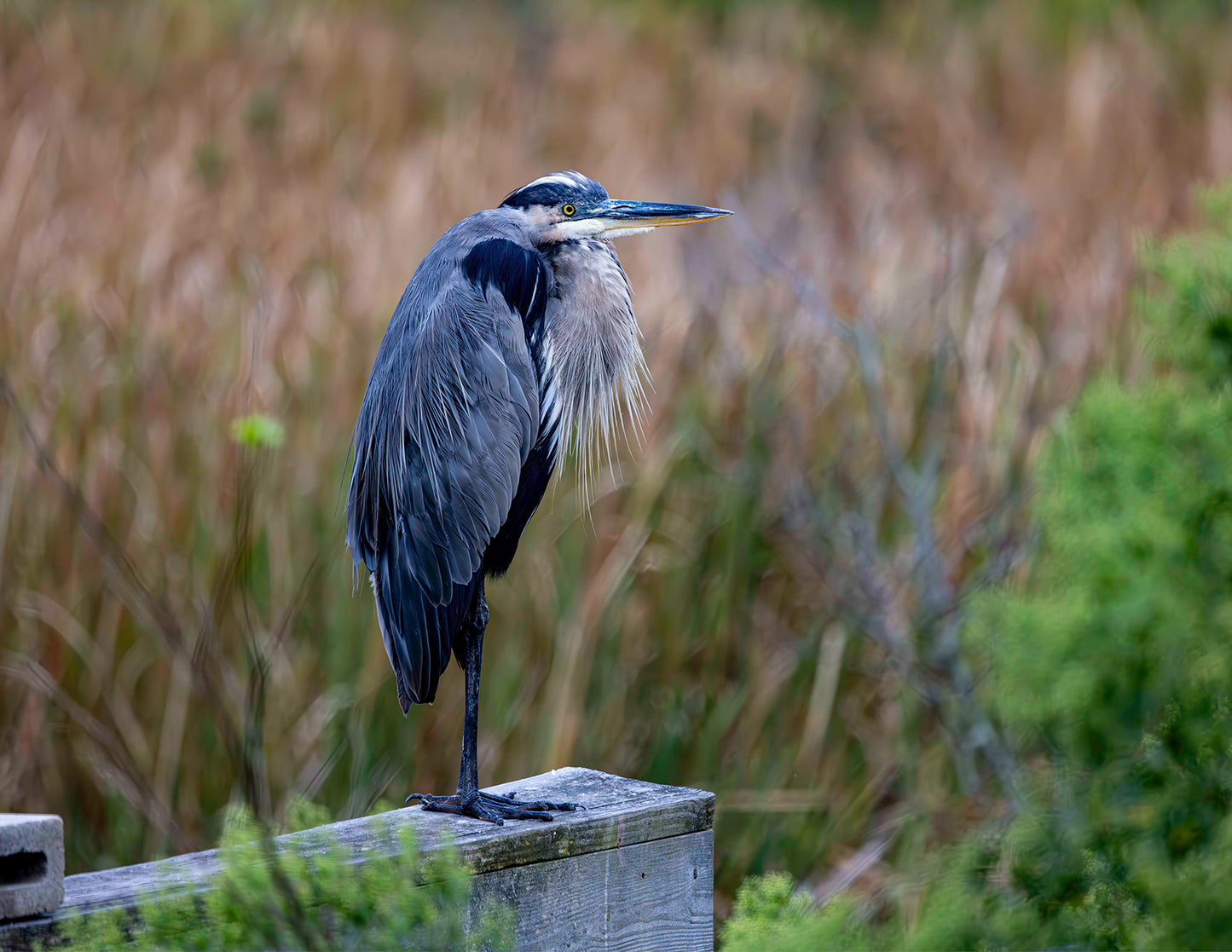 The Morning Watch -- Digital Print
