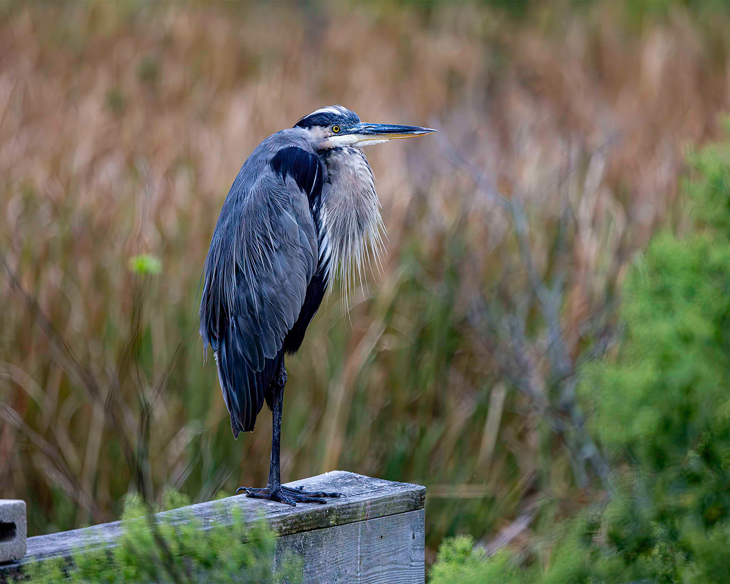 The Morning Watch -- Digital Print