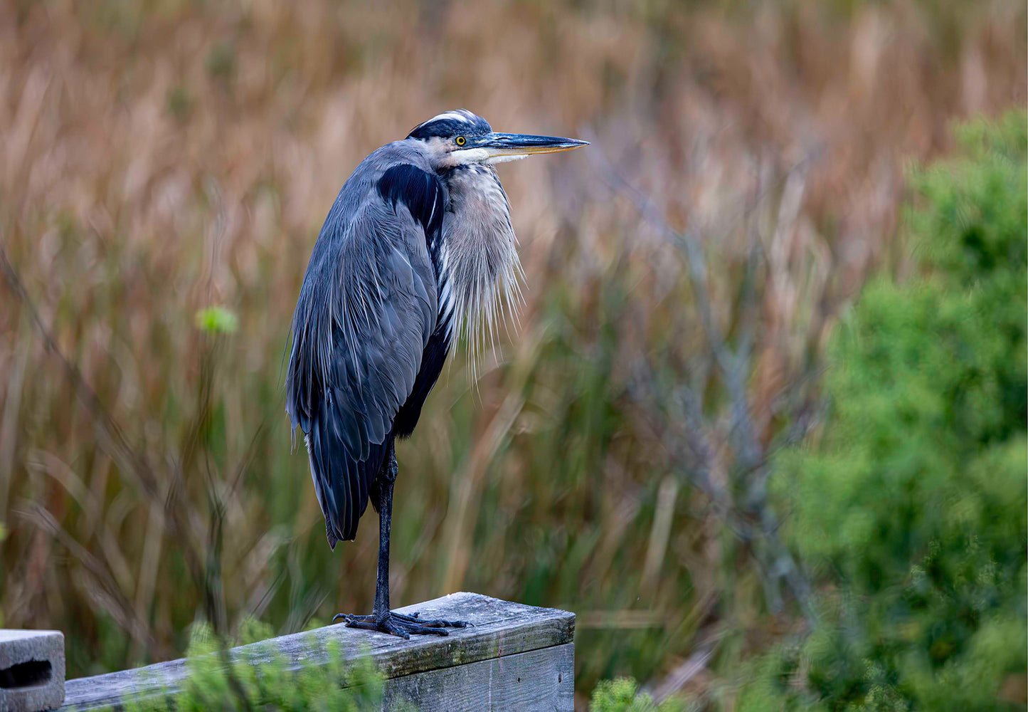 The Morning Watch -- Digital Print