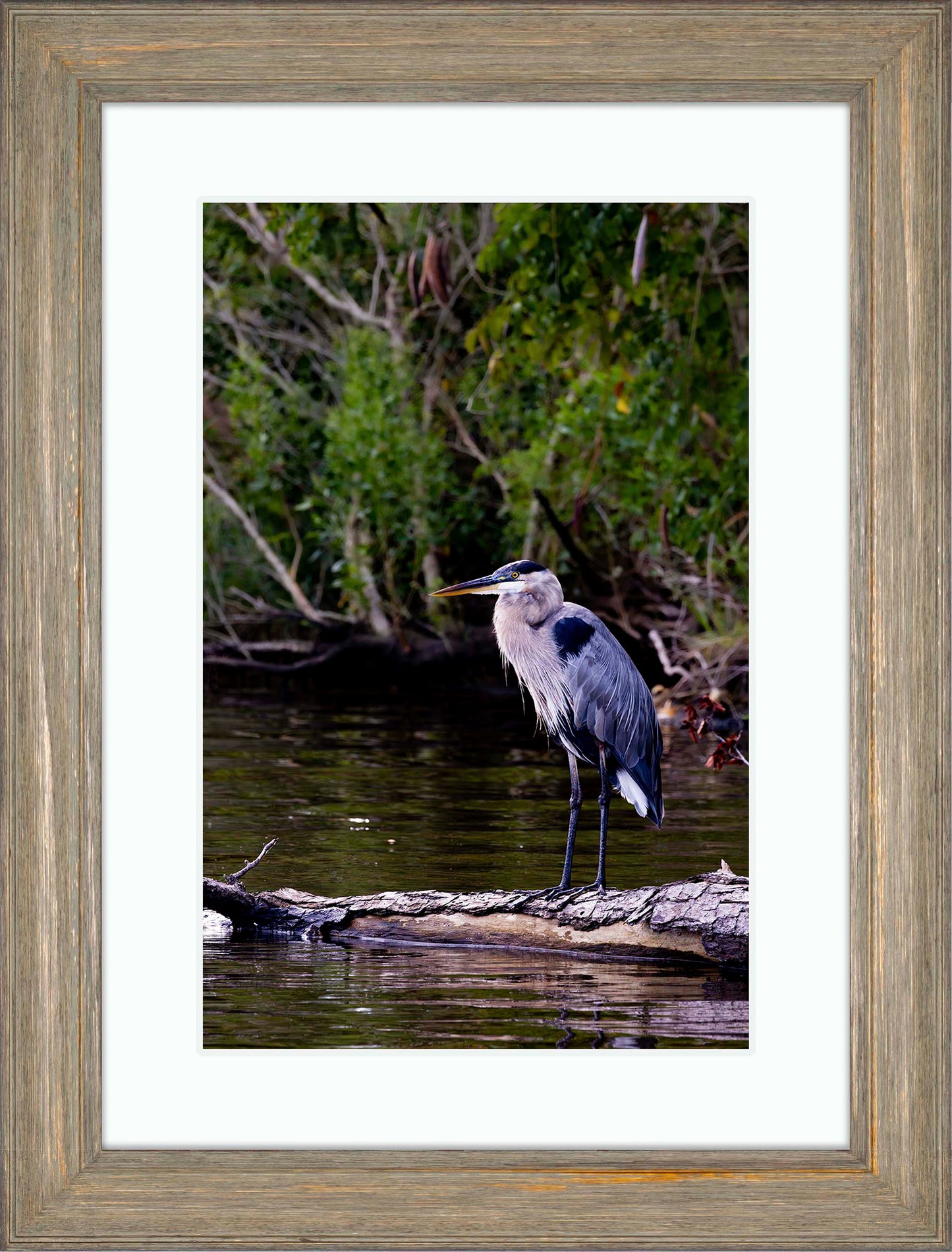 The Surveyor -- Digital Print