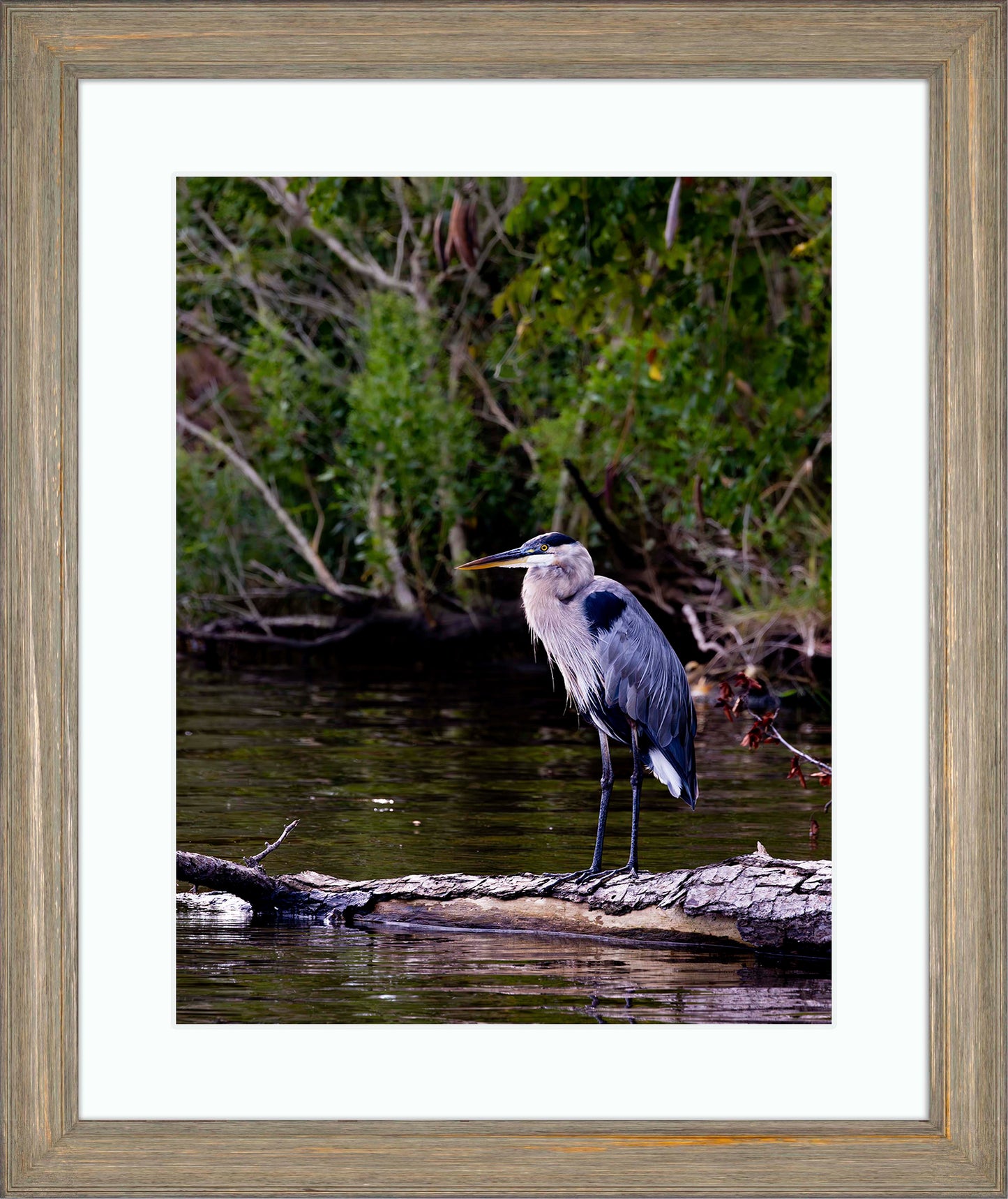 The Surveyor -- Digital Print