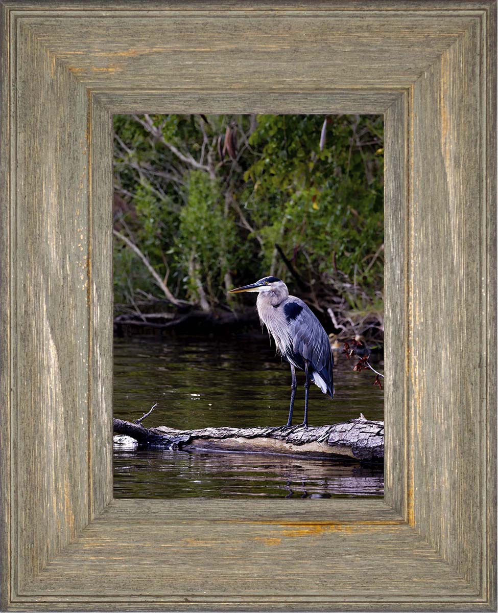 The Surveyor -- Digital Print