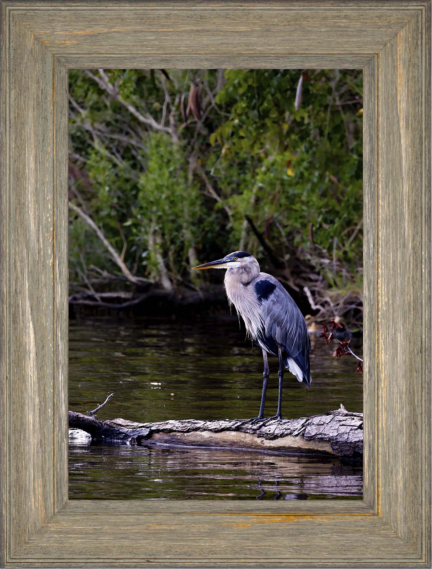 The Surveyor -- Digital Print