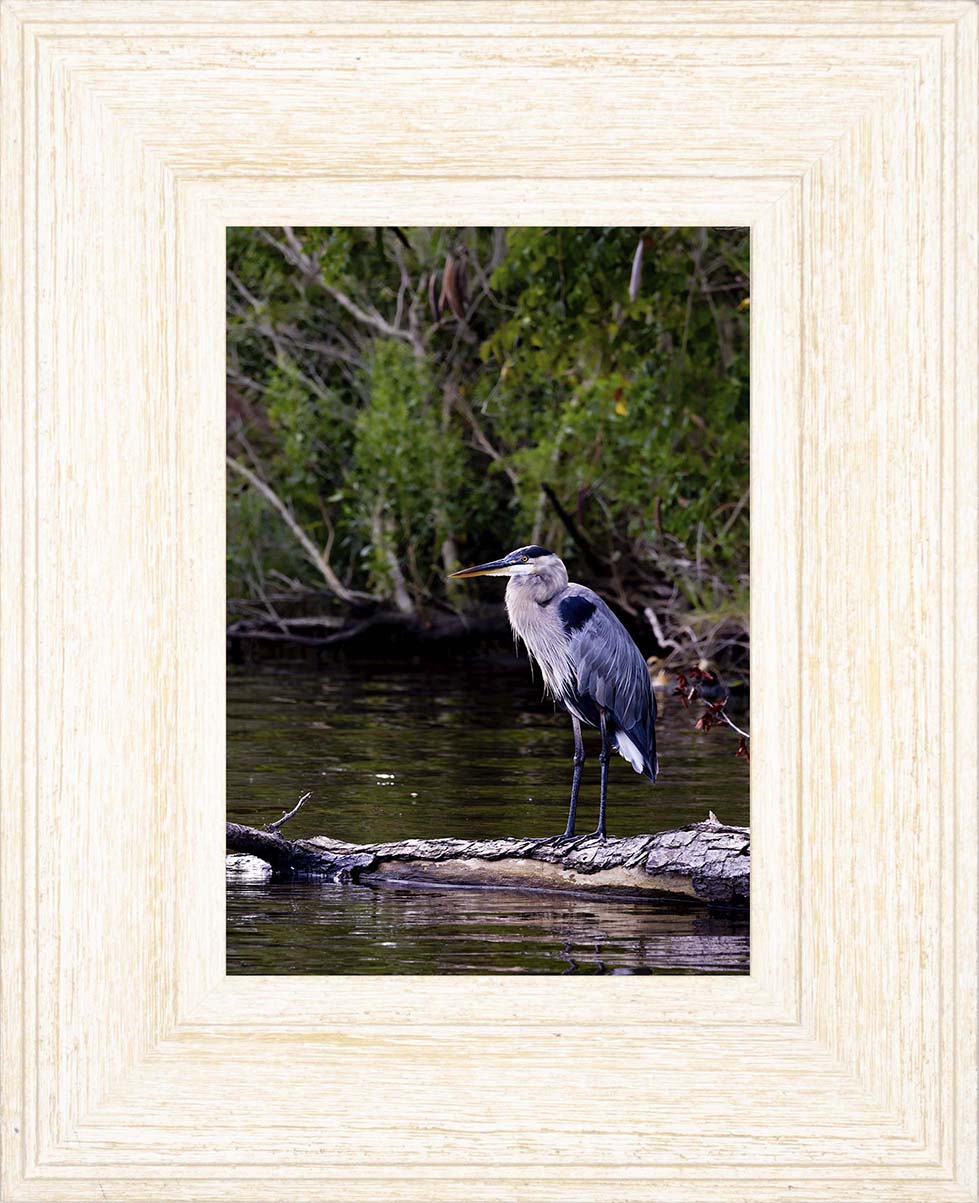 The Surveyor -- Digital Print