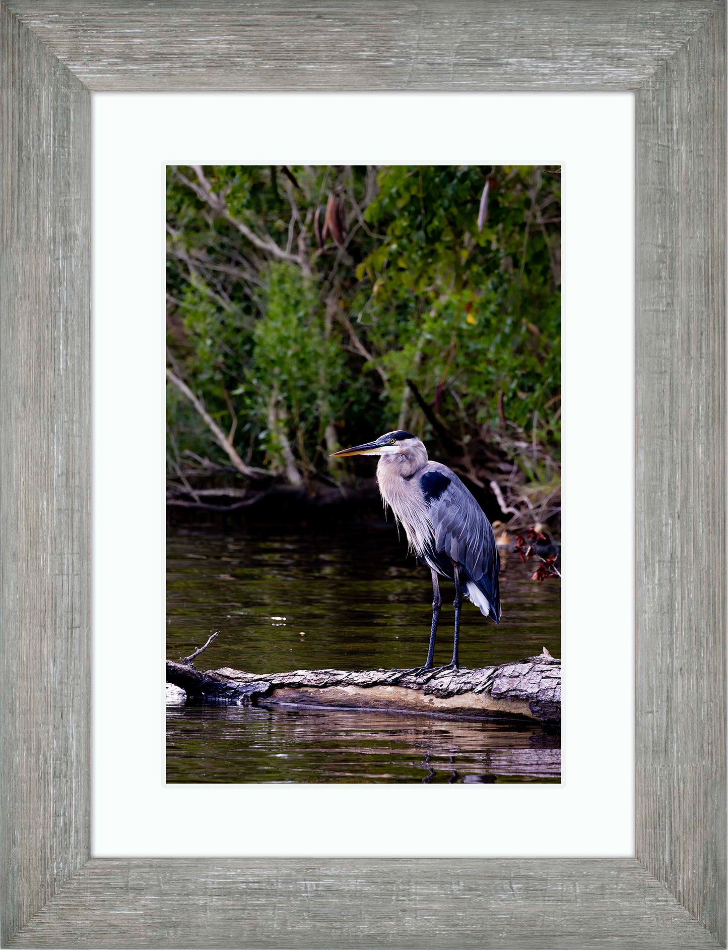 The Surveyor -- Digital Print