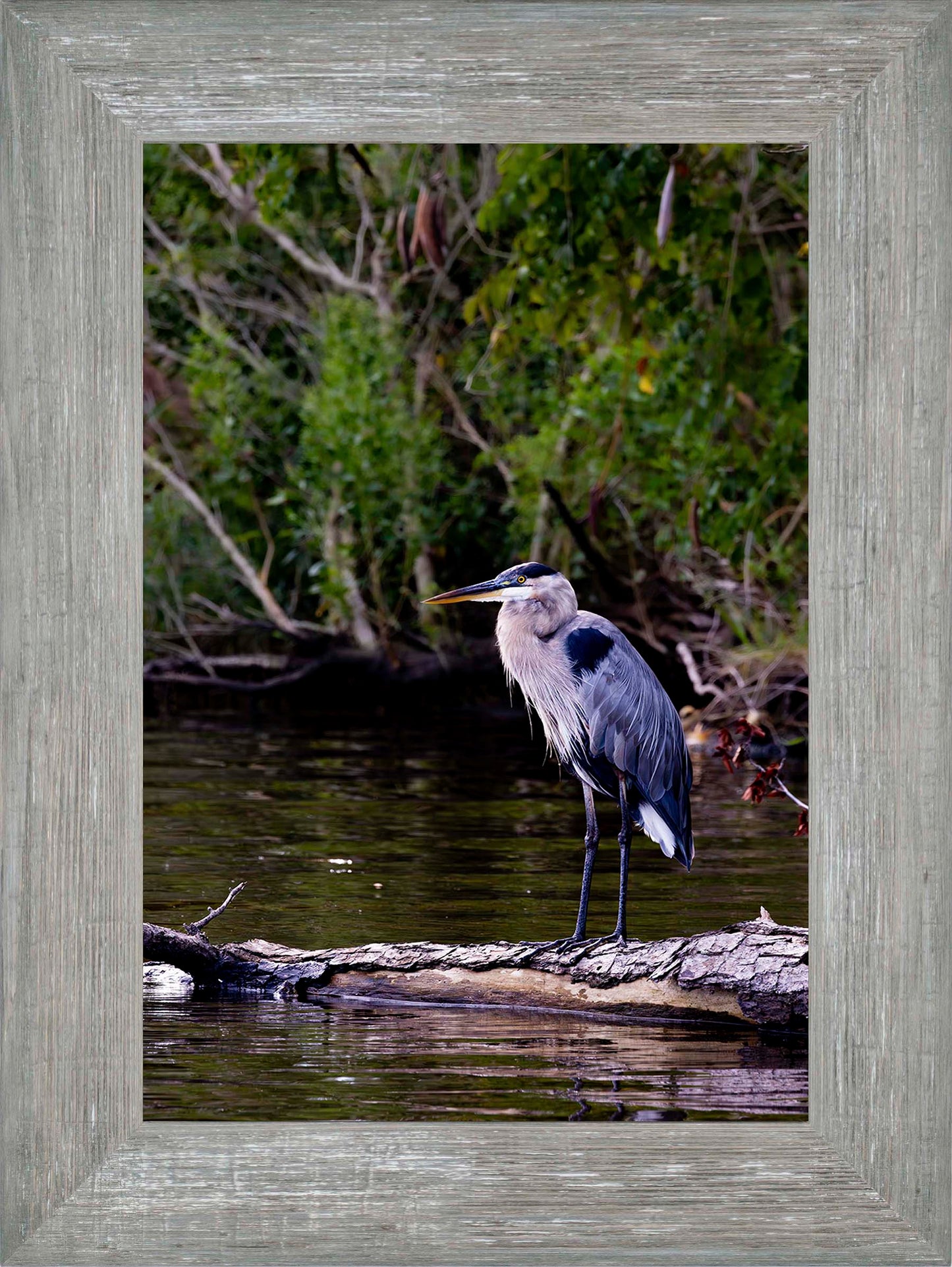The Surveyor -- Digital Print