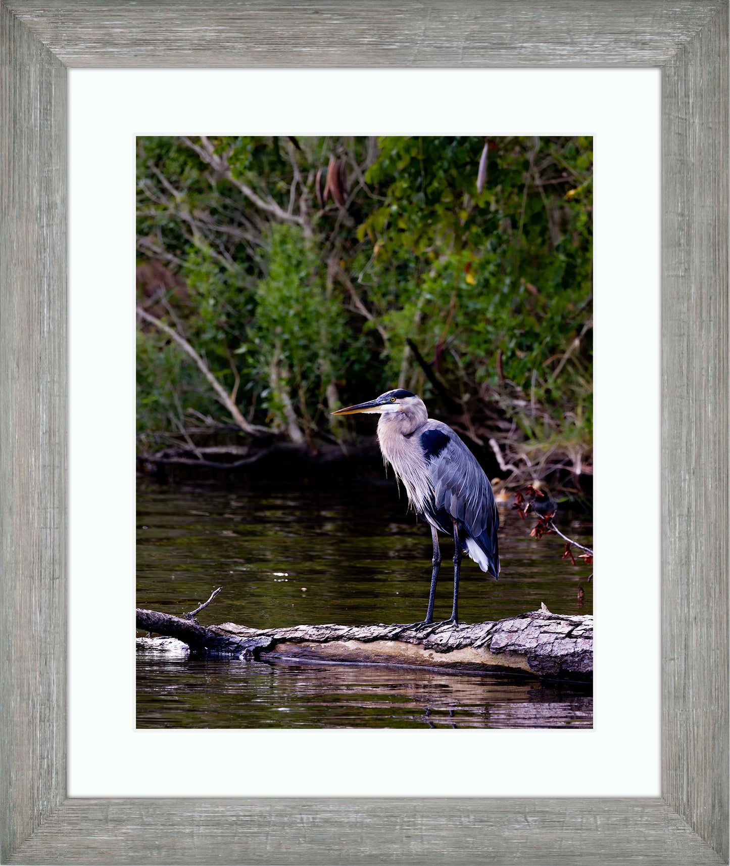 The Surveyor -- Digital Print