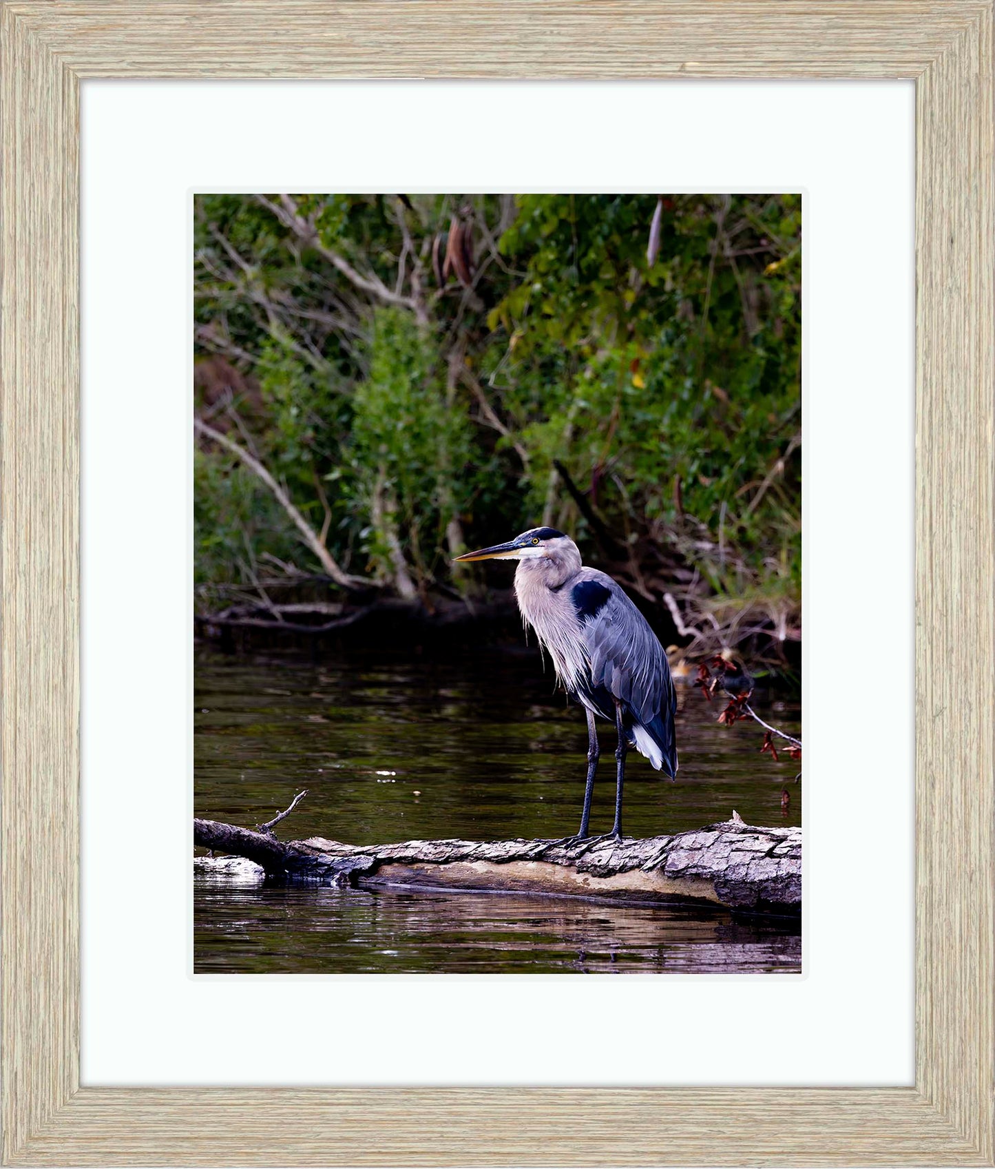 The Surveyor -- Digital Print