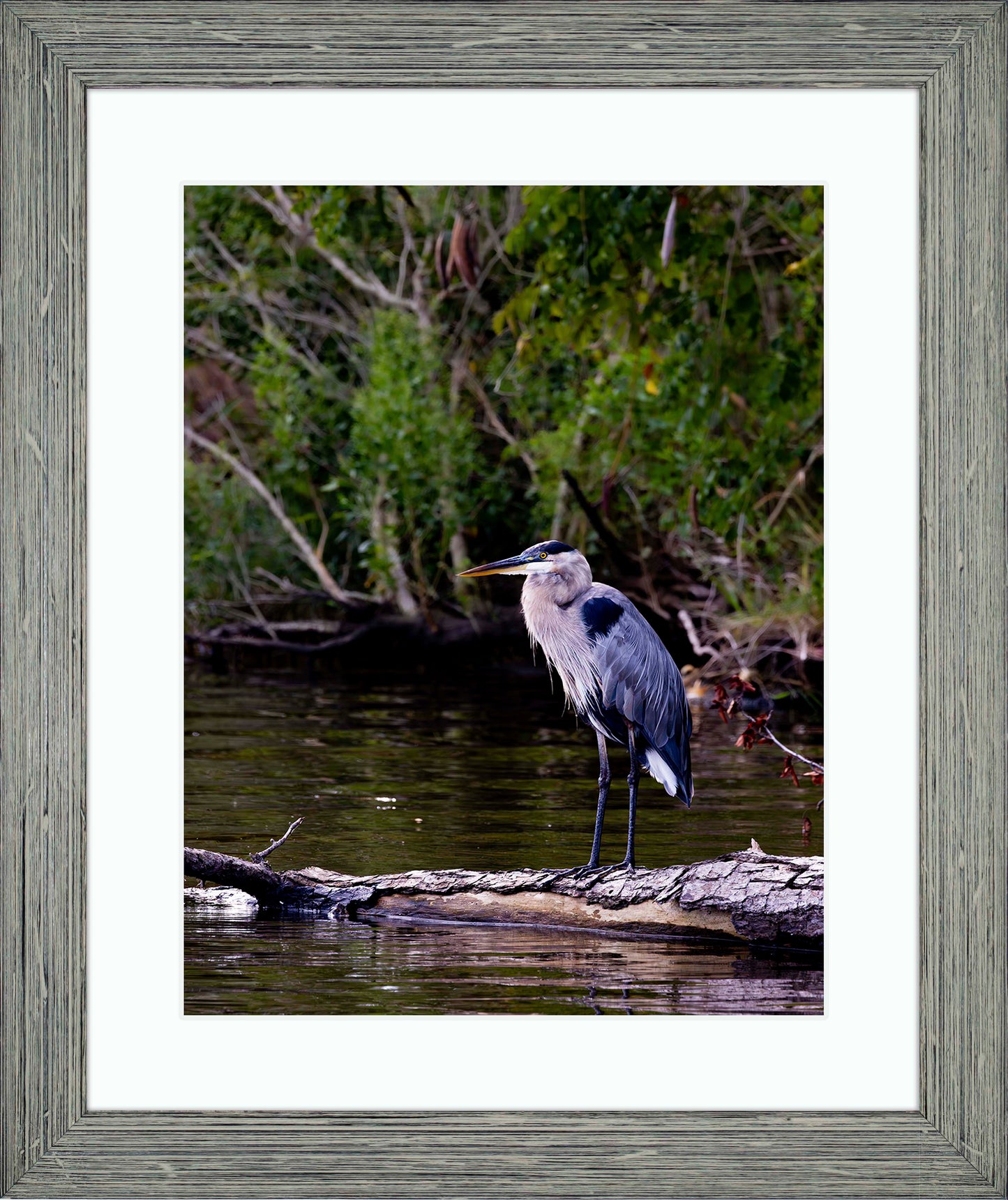 The Surveyor -- Digital Print