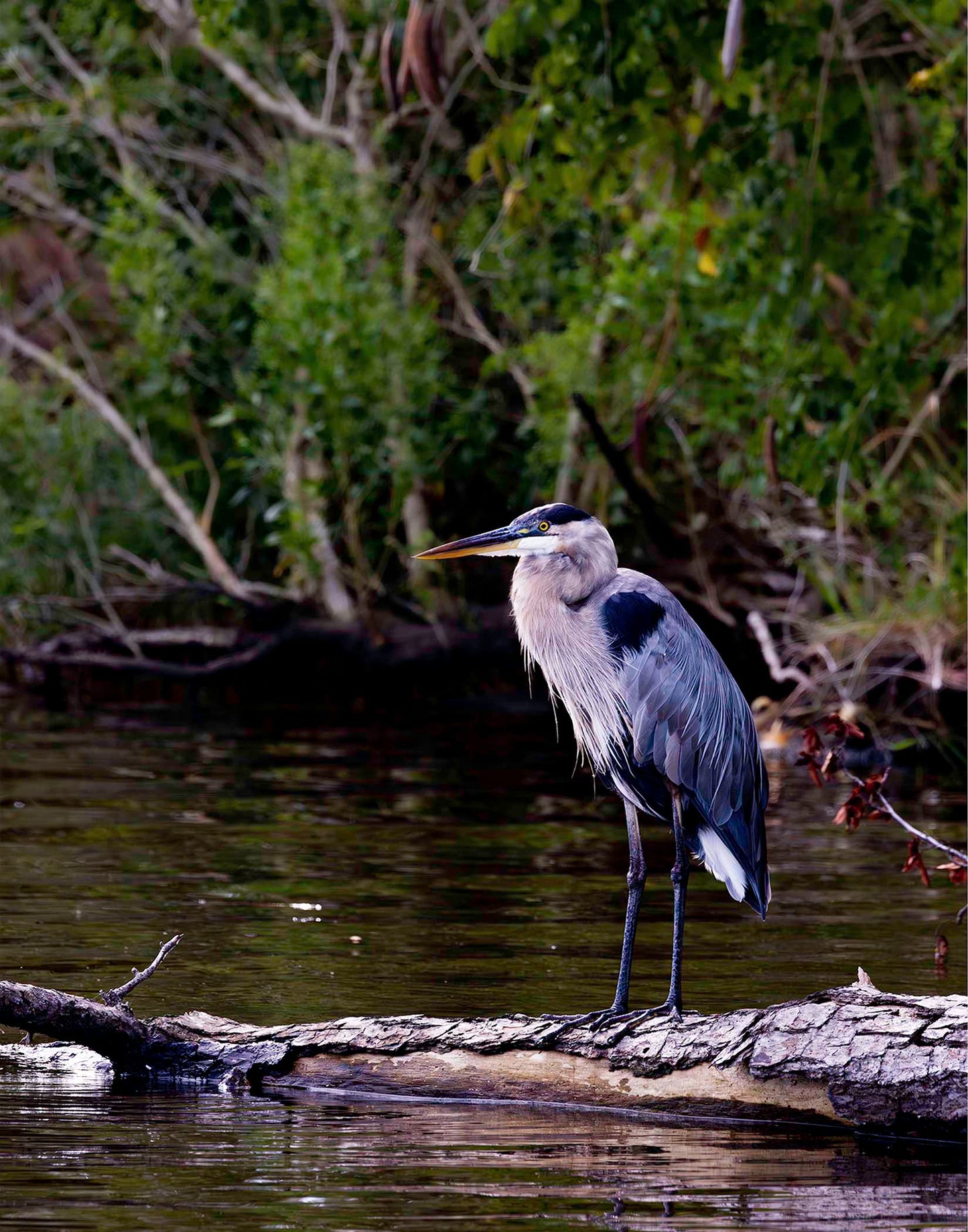 The Surveyor -- Digital Print
