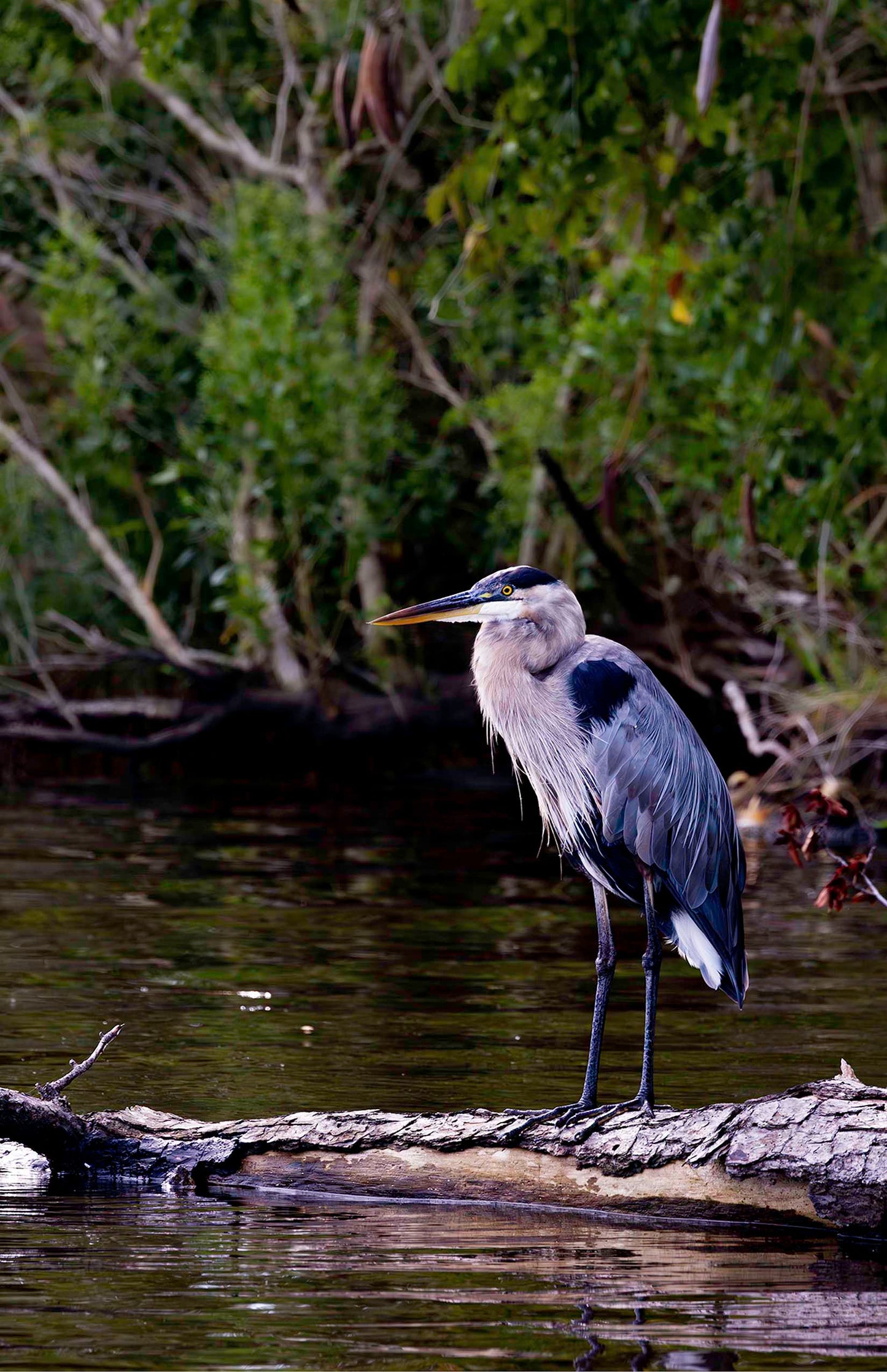 The Surveyor -- Digital Print