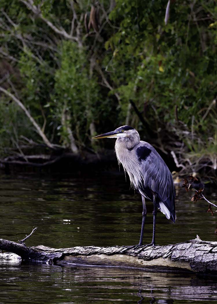 The Surveyor -- Digital Print