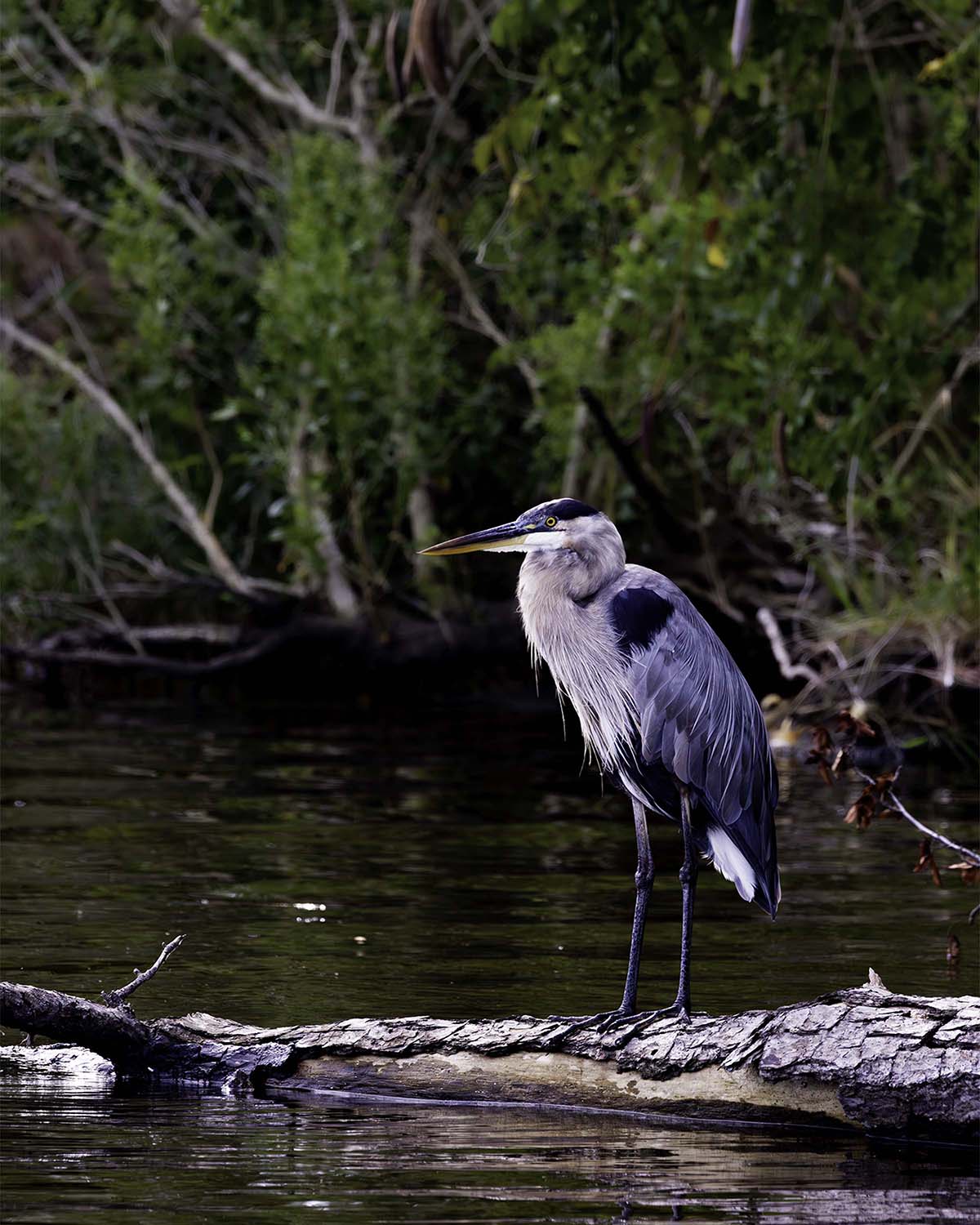 The Surveyor -- Digital Print
