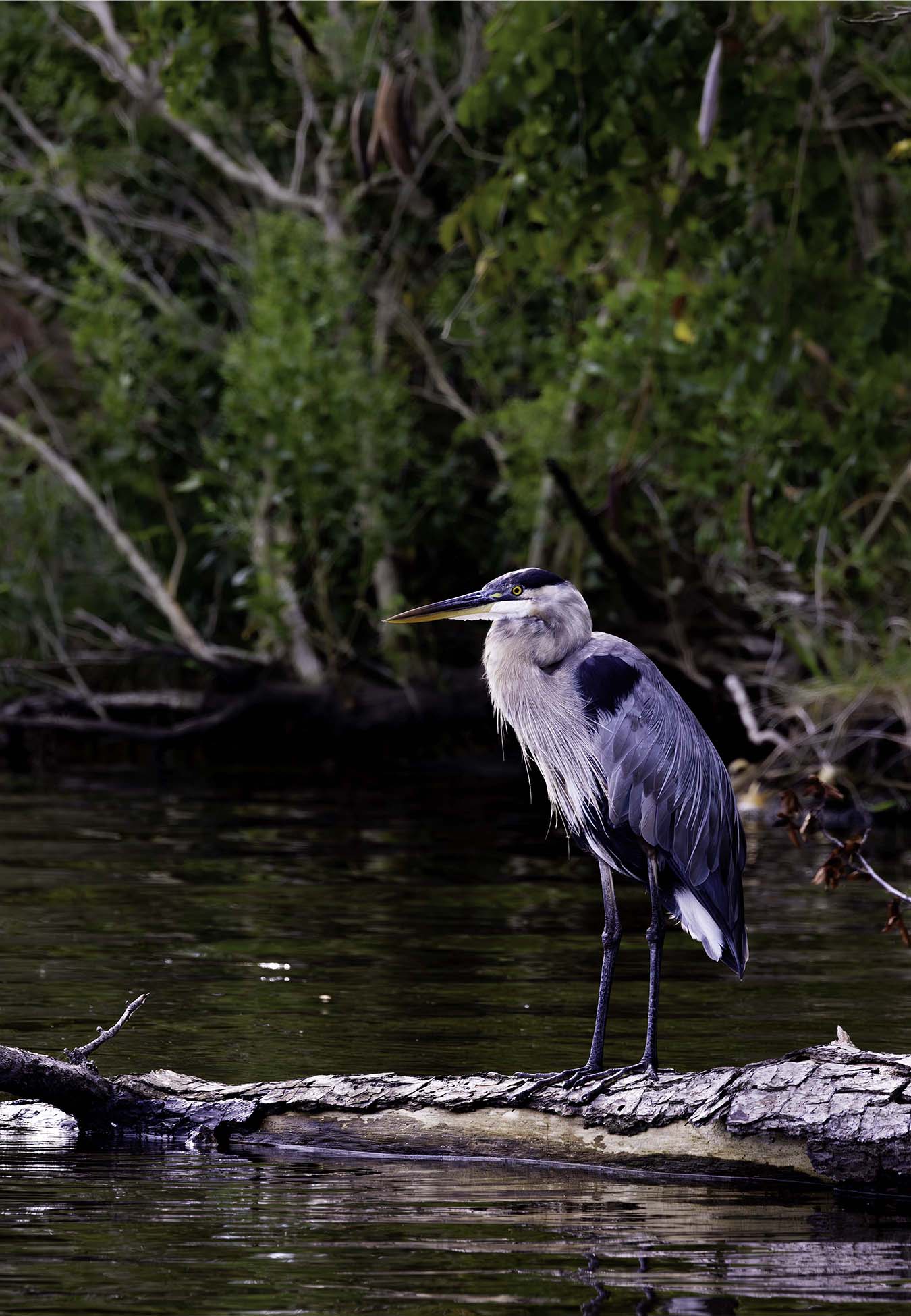 The Surveyor -- Digital Print