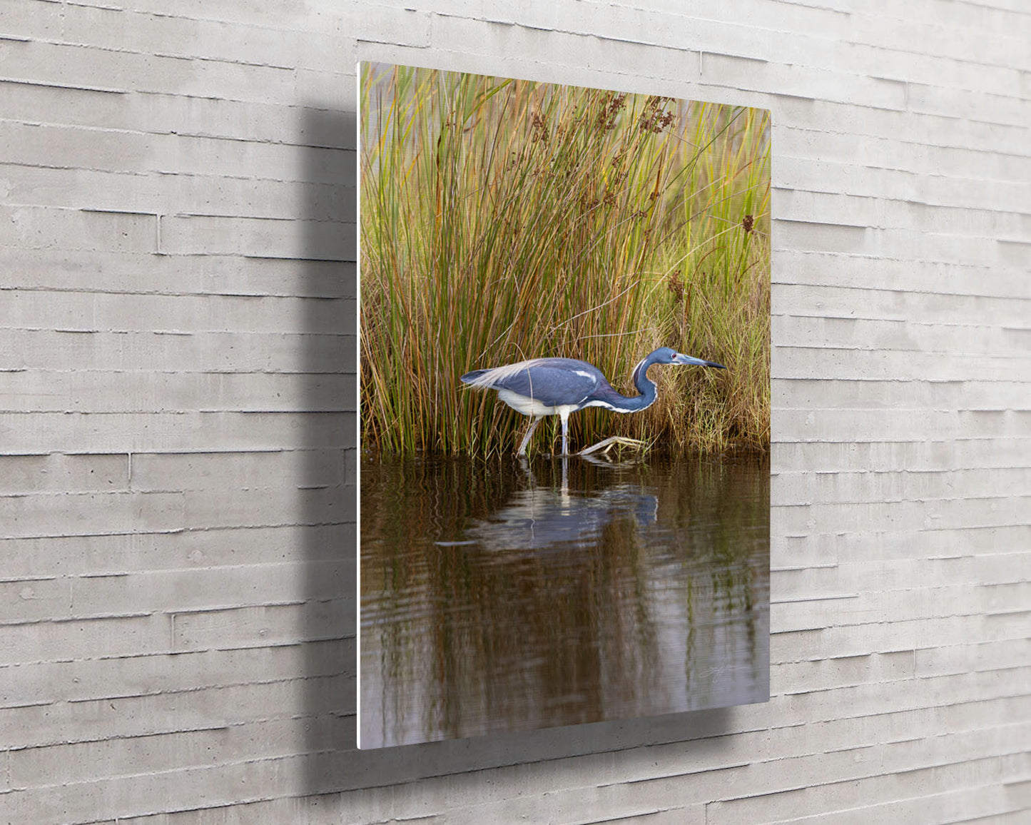 Tri-color Hunter -- HD Metal