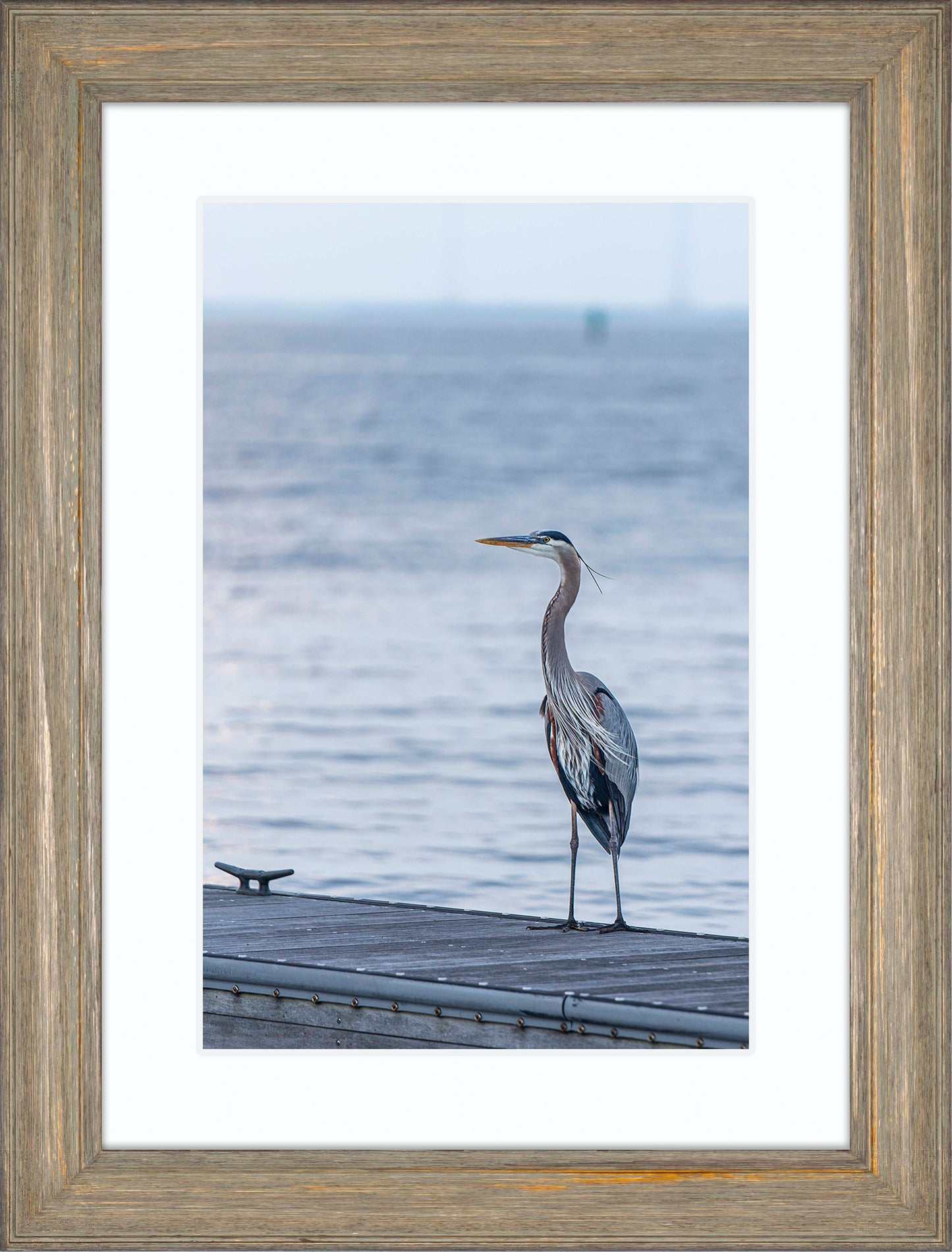 Waiting for a Mate -- Digital Print