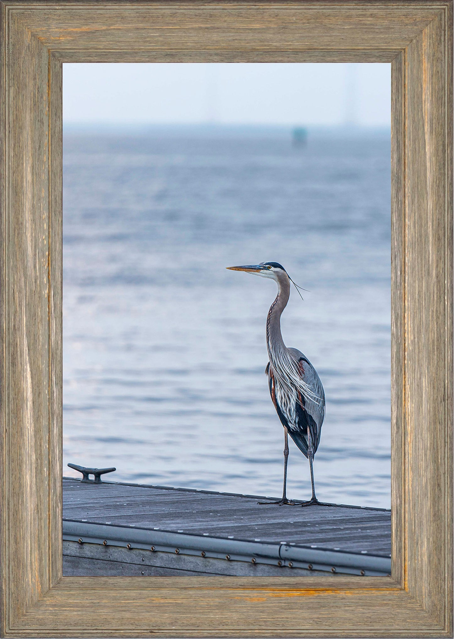 Waiting for a Mate -- Digital Print