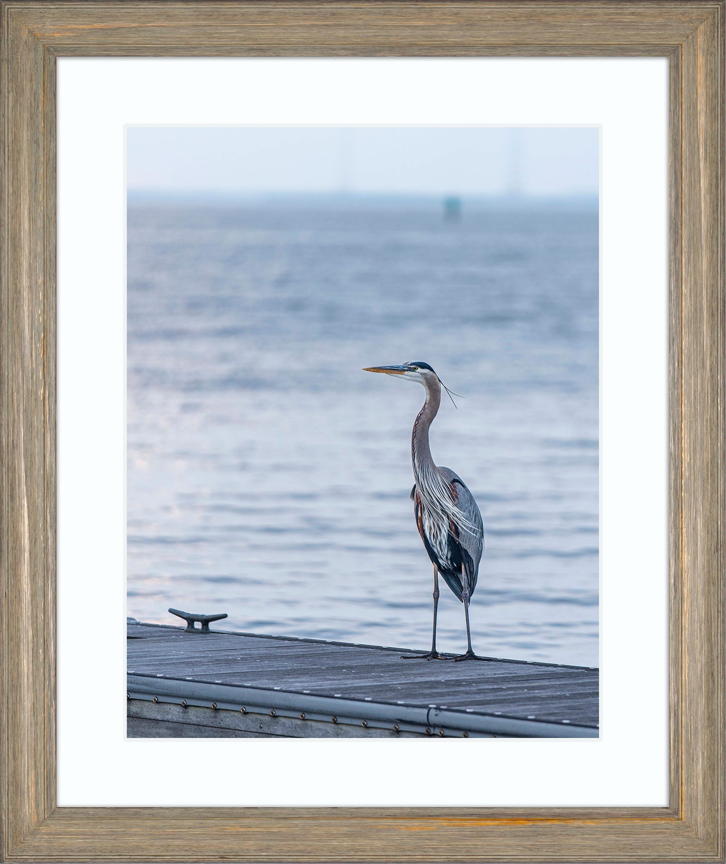 Waiting for a Mate -- Digital Print