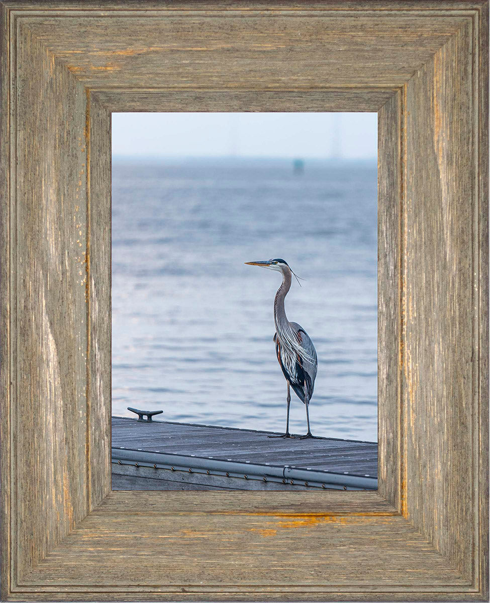 Waiting for a Mate -- Digital Print