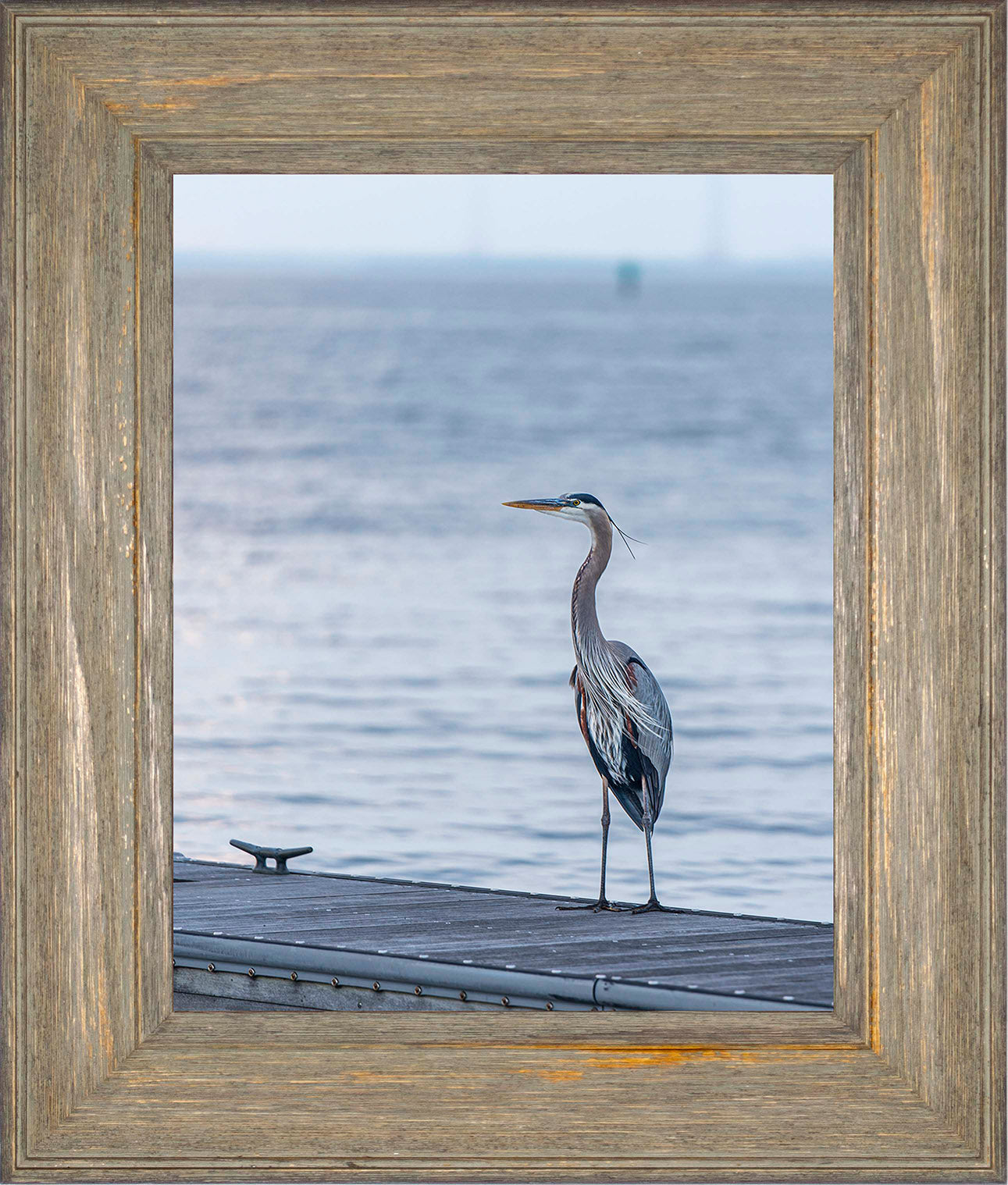 Waiting for a Mate -- Digital Print